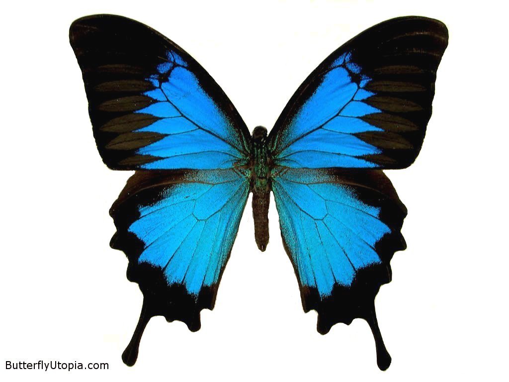 Butterfly Wallpaper - butterflies Wallpaper