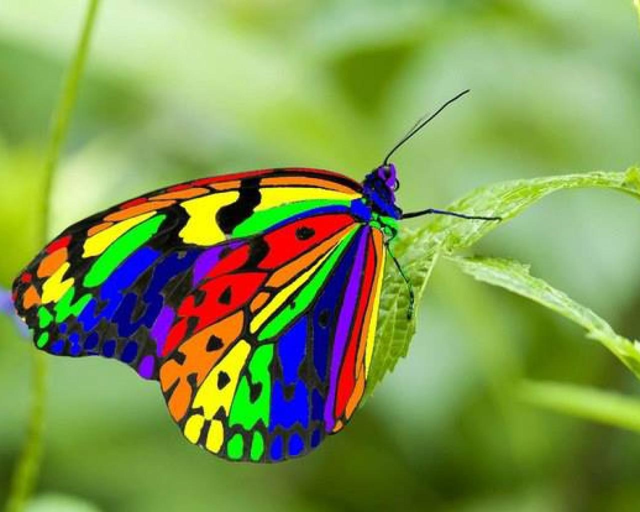 Rainbow butterfly HQ WALLPAPER - (#117826)