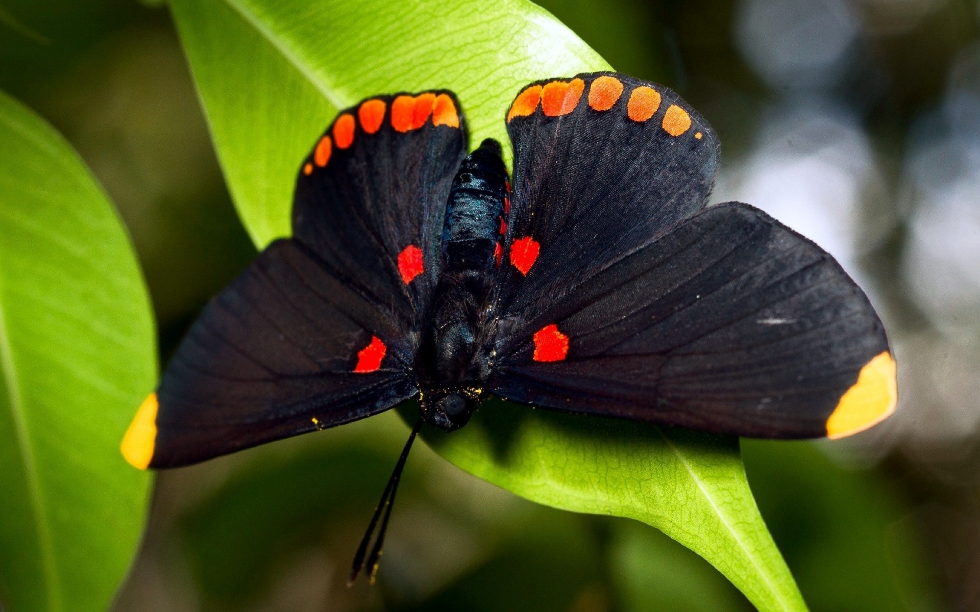 Butterfly black