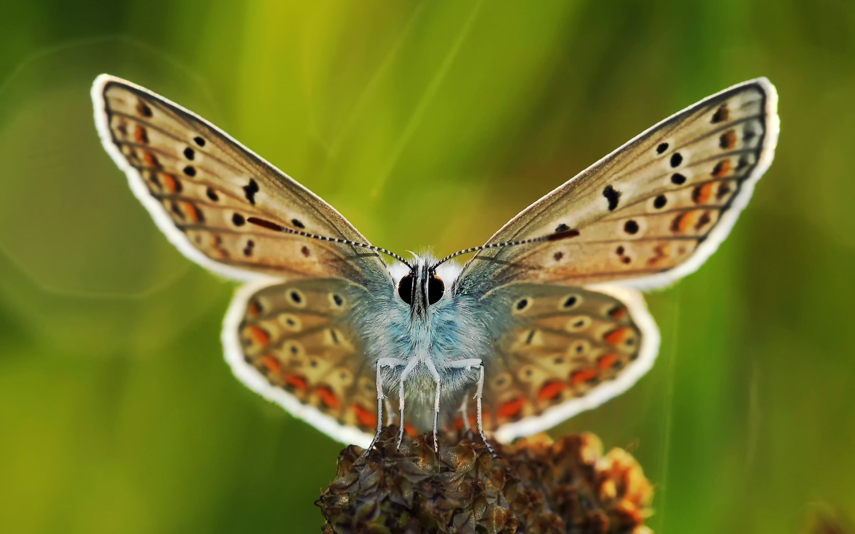 Close-Up Butterfly Wings HD Wallpaper