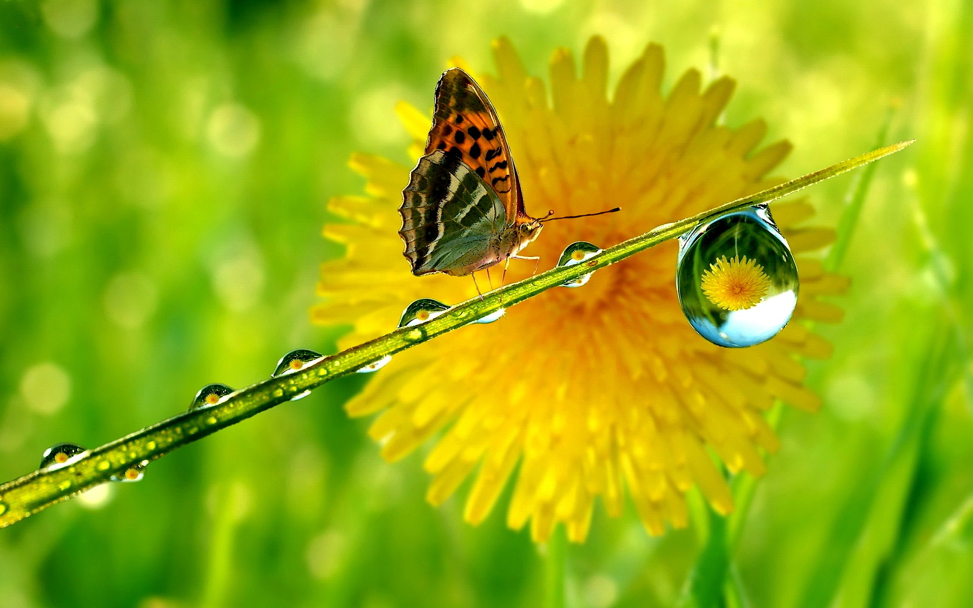Butterfly flower waterdrop