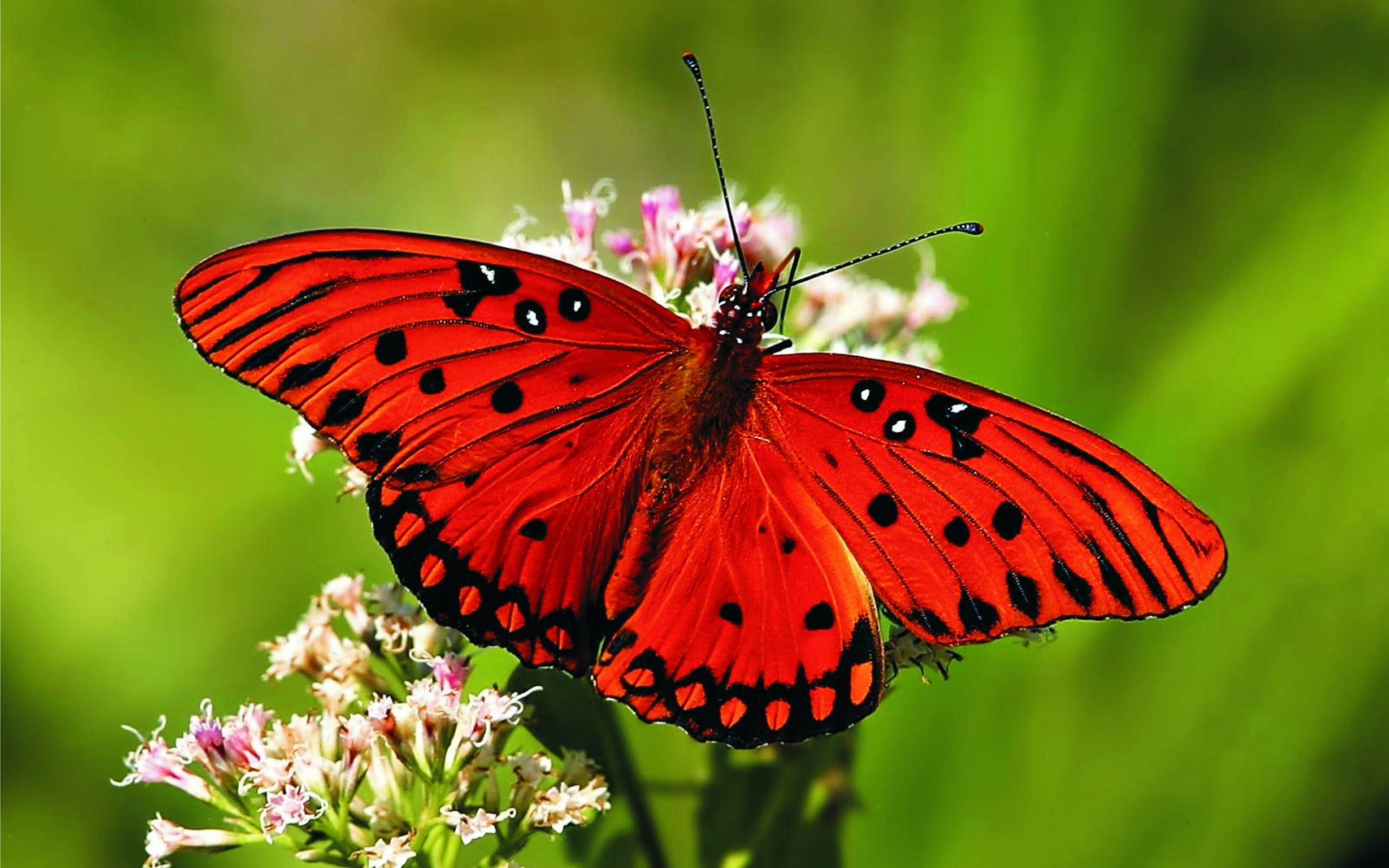 For humans seeing butterflies fluttering around with their beautiful brightly colored wings is a joyful sight. However not for their natural predators like ...