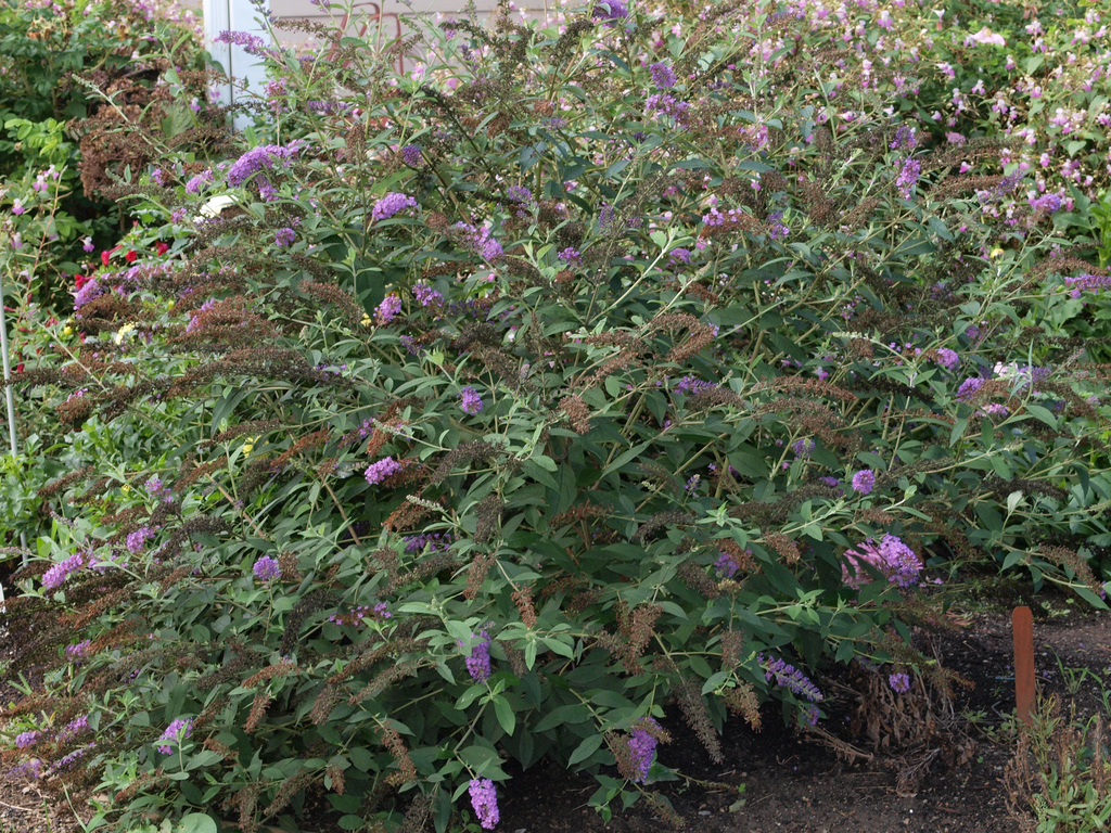 Tips For Transplanting A Butterfly Bush ...