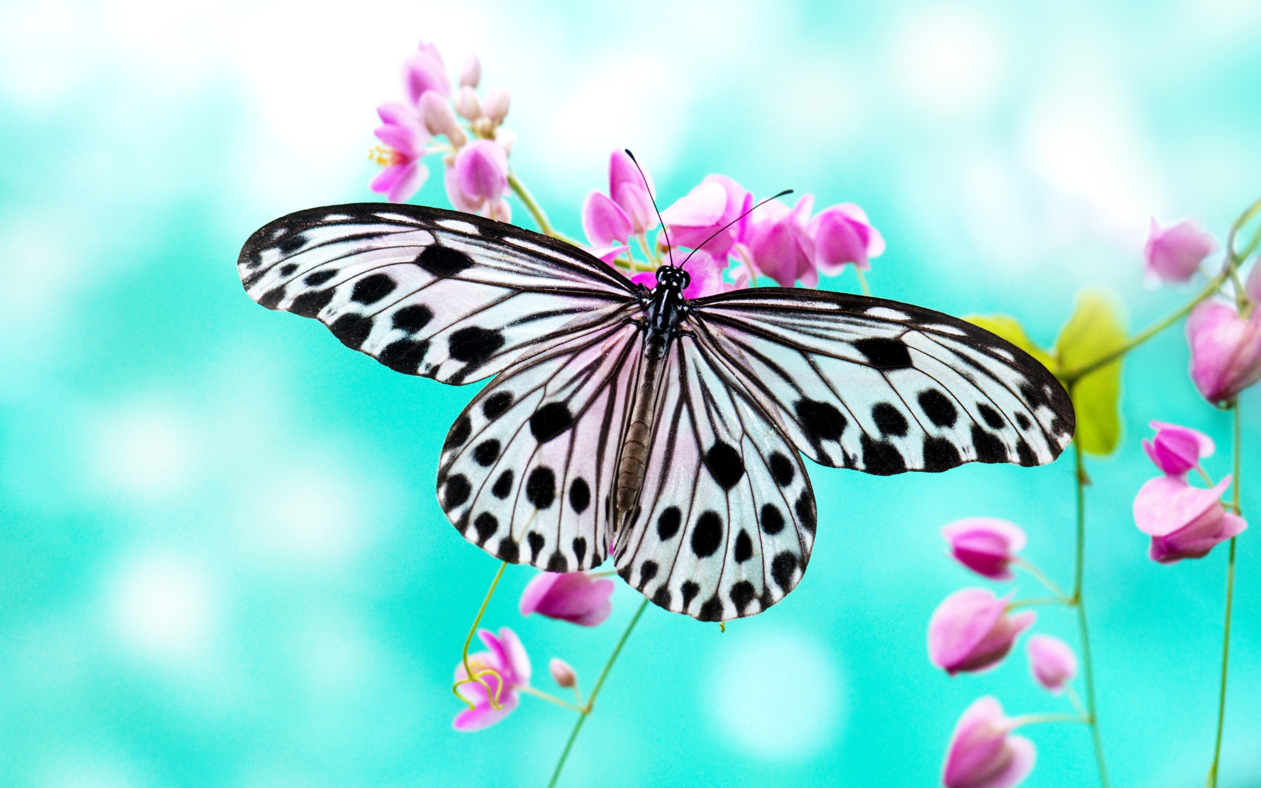 HD Wallpaper | Background ID:324873. 2560x1600 Animal Butterfly