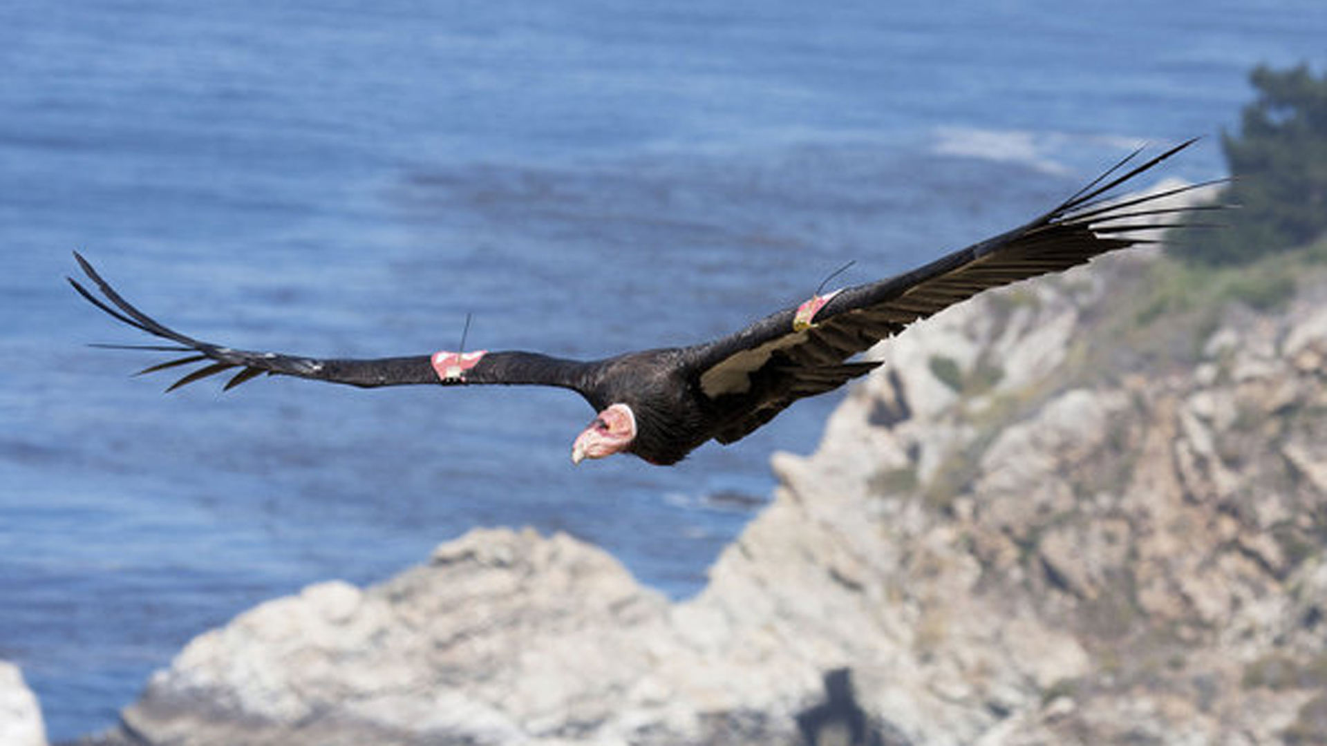 Endangered California Condors to Be Released on Camera Tuesday