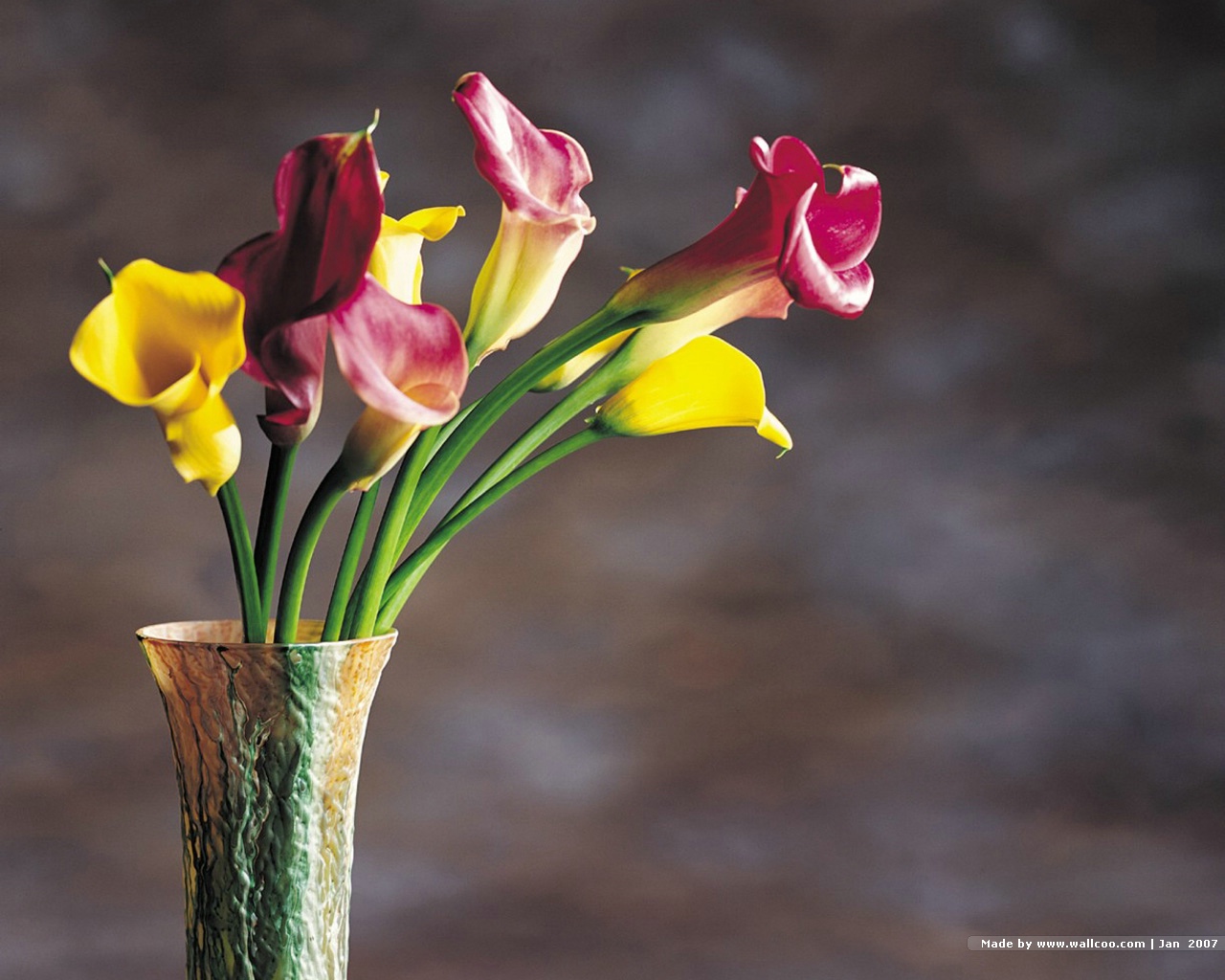 HD Wallpapers Colorful Calla Lilies