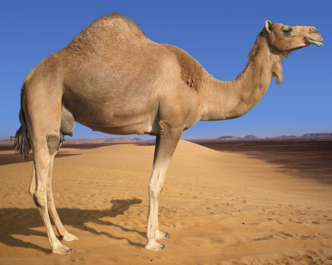 Camels