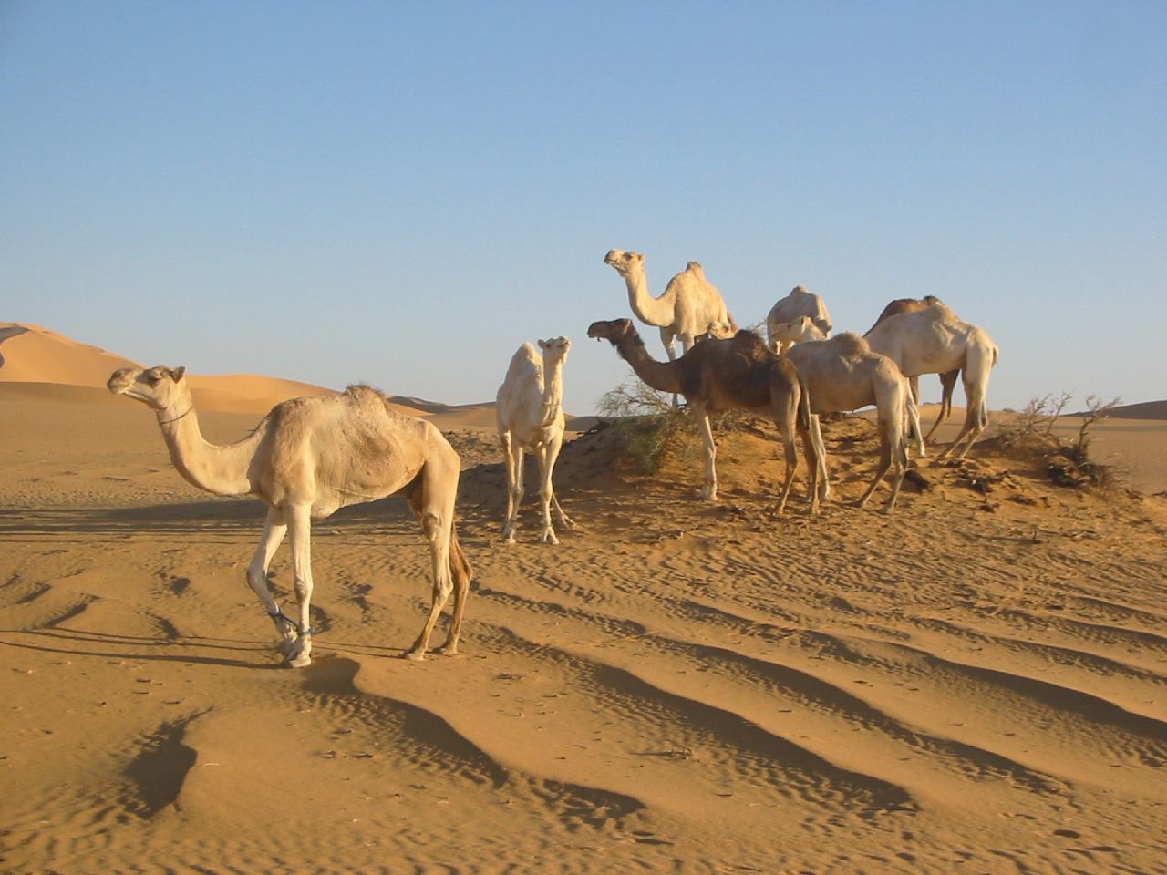 Camels In The Sahara Desert