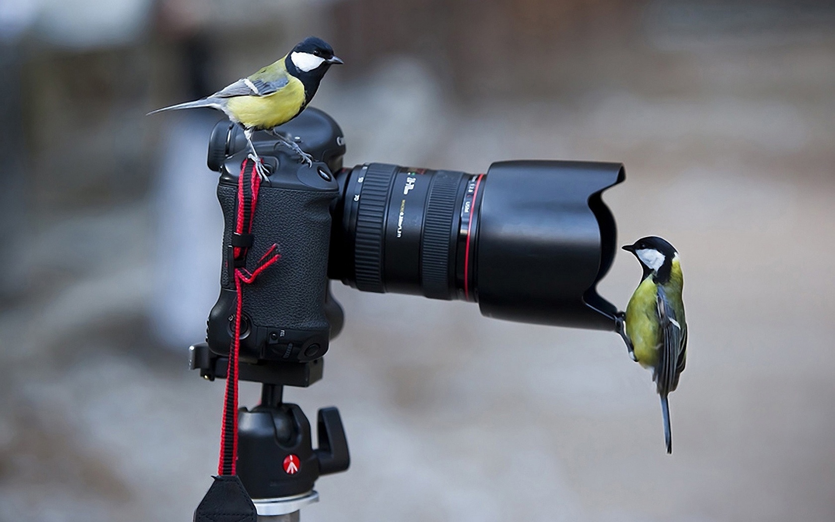 Camera Birds