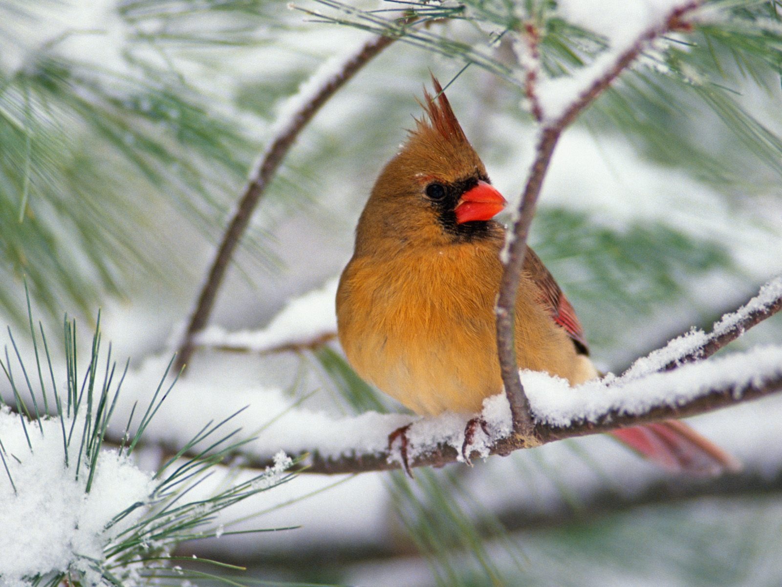 ... top 10 Northern Cardinal Desktop Wallpapers. These free downloadable wallpapers are HD and available varying range of sizes and resolutions.