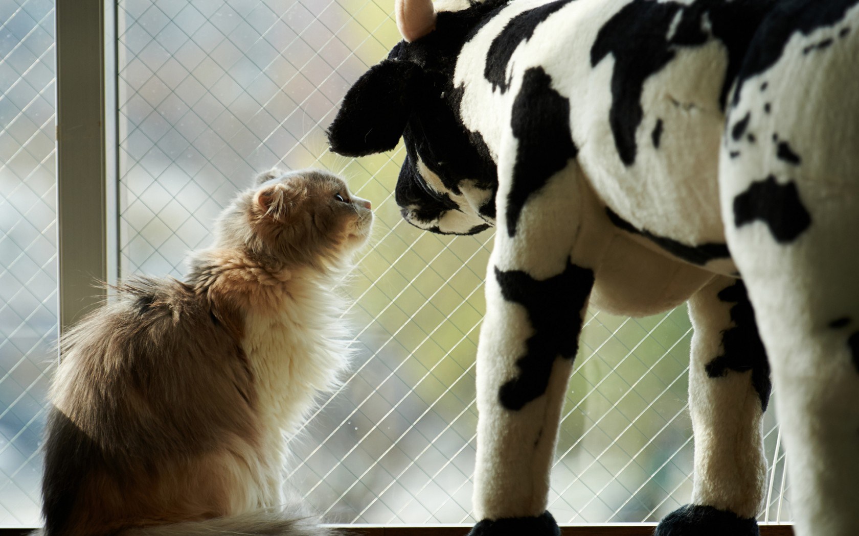 Cat a Toy Cow