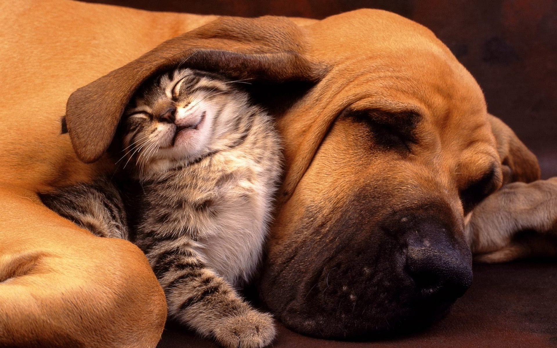 Cat and dog cuddle
