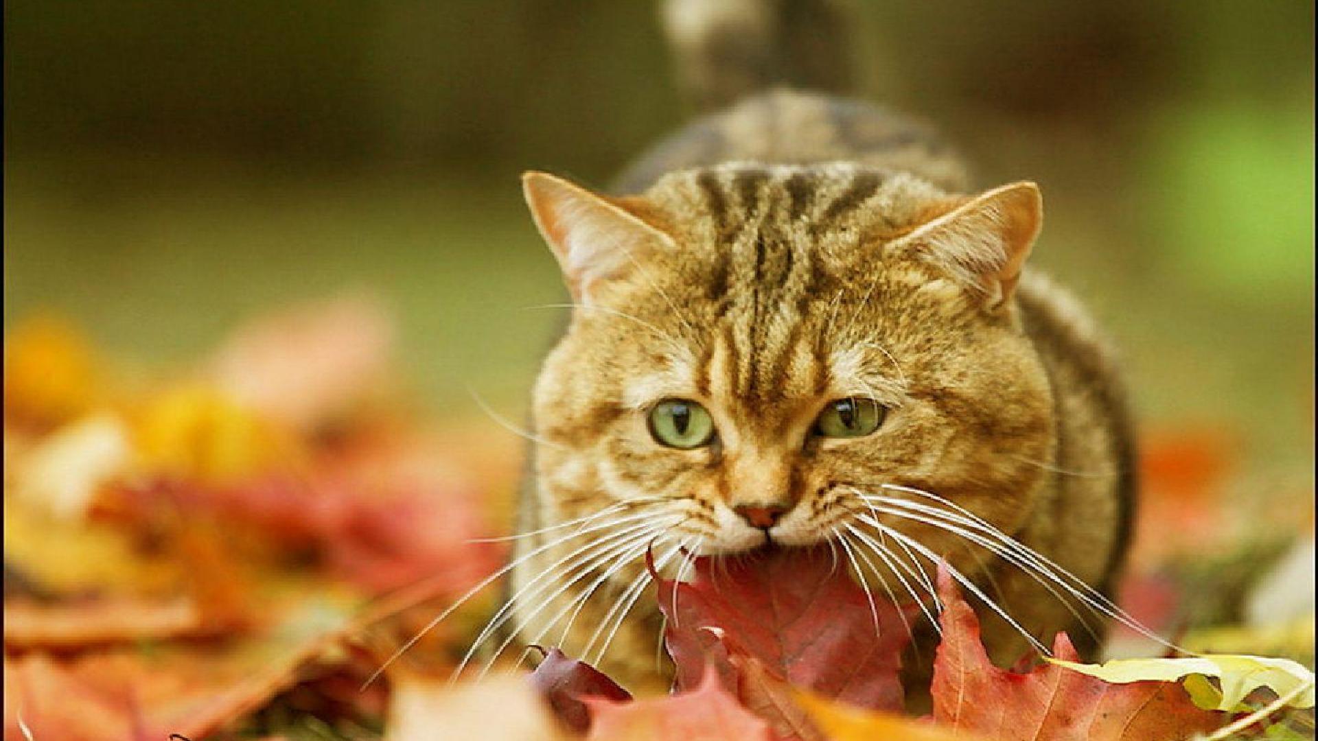 Cat autumn leaves