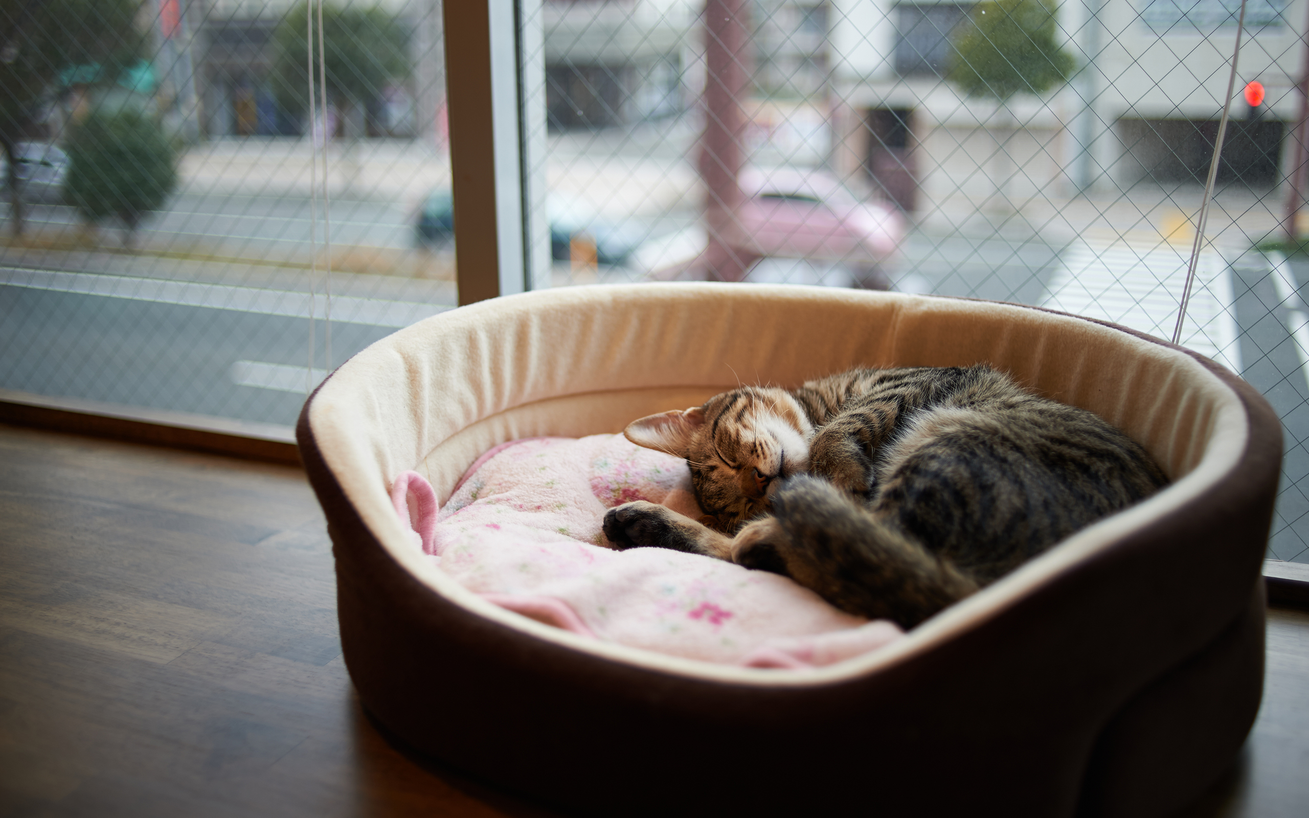 Cat Basket Sleep