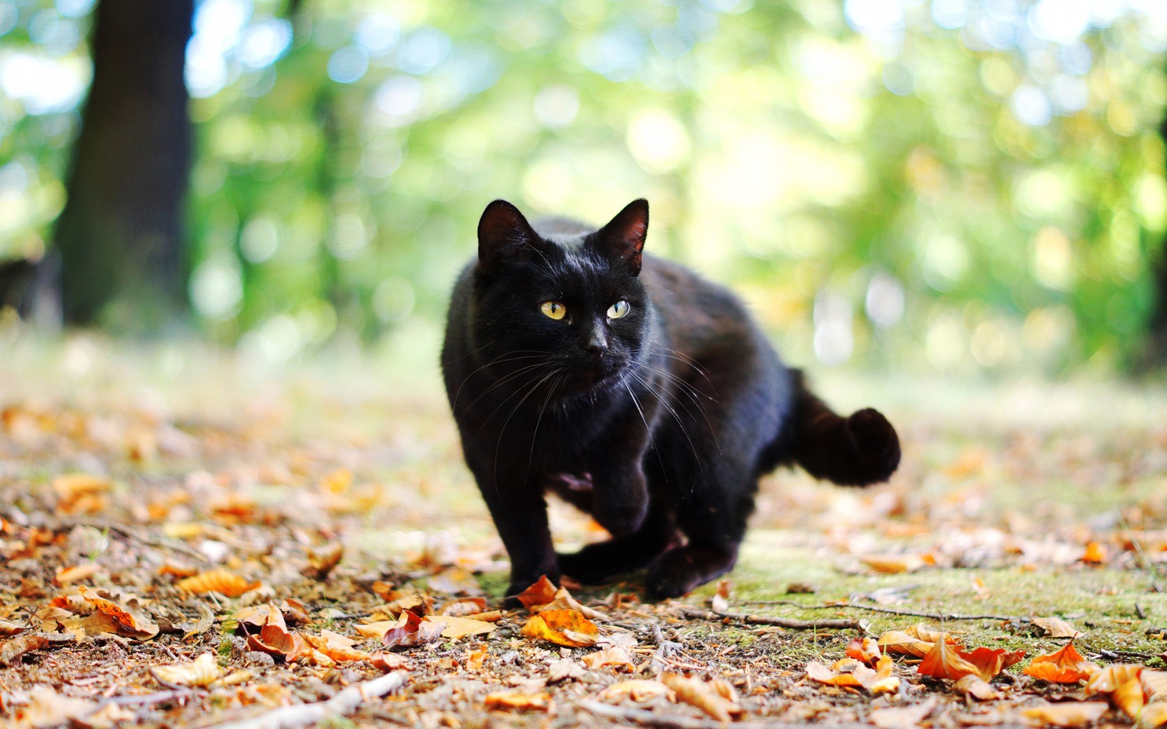 Cat Black Fall