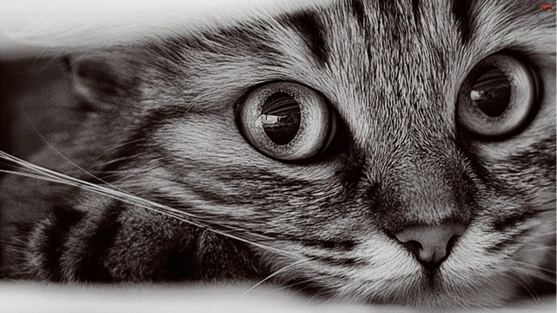 cat picture 1920x1080 with tagme breed solo lying whiskers highres looking at viewer close-up