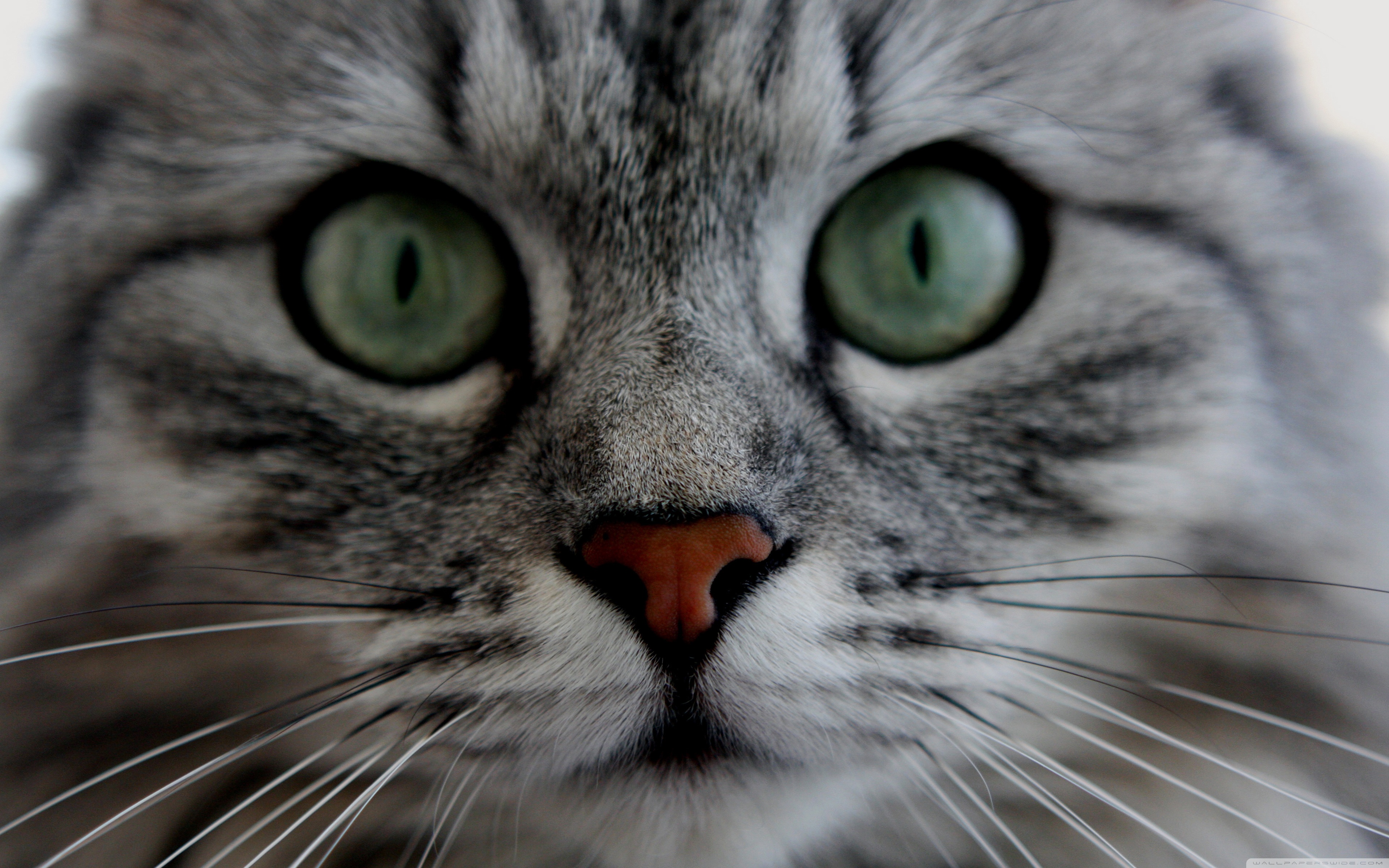 Cat Close-Up Photo