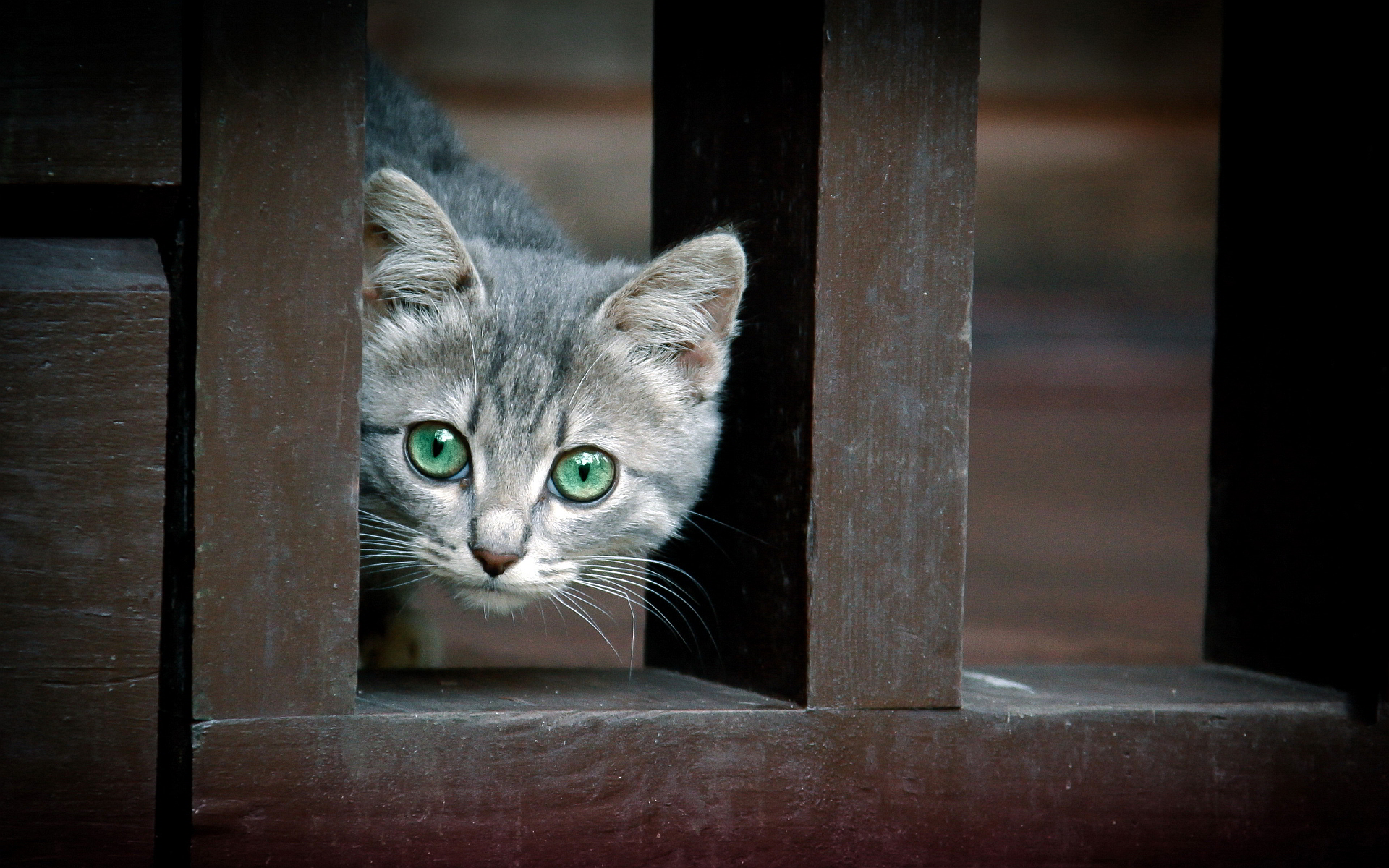 Cat eyes fence Wallpapers Pictures Photos Images. «