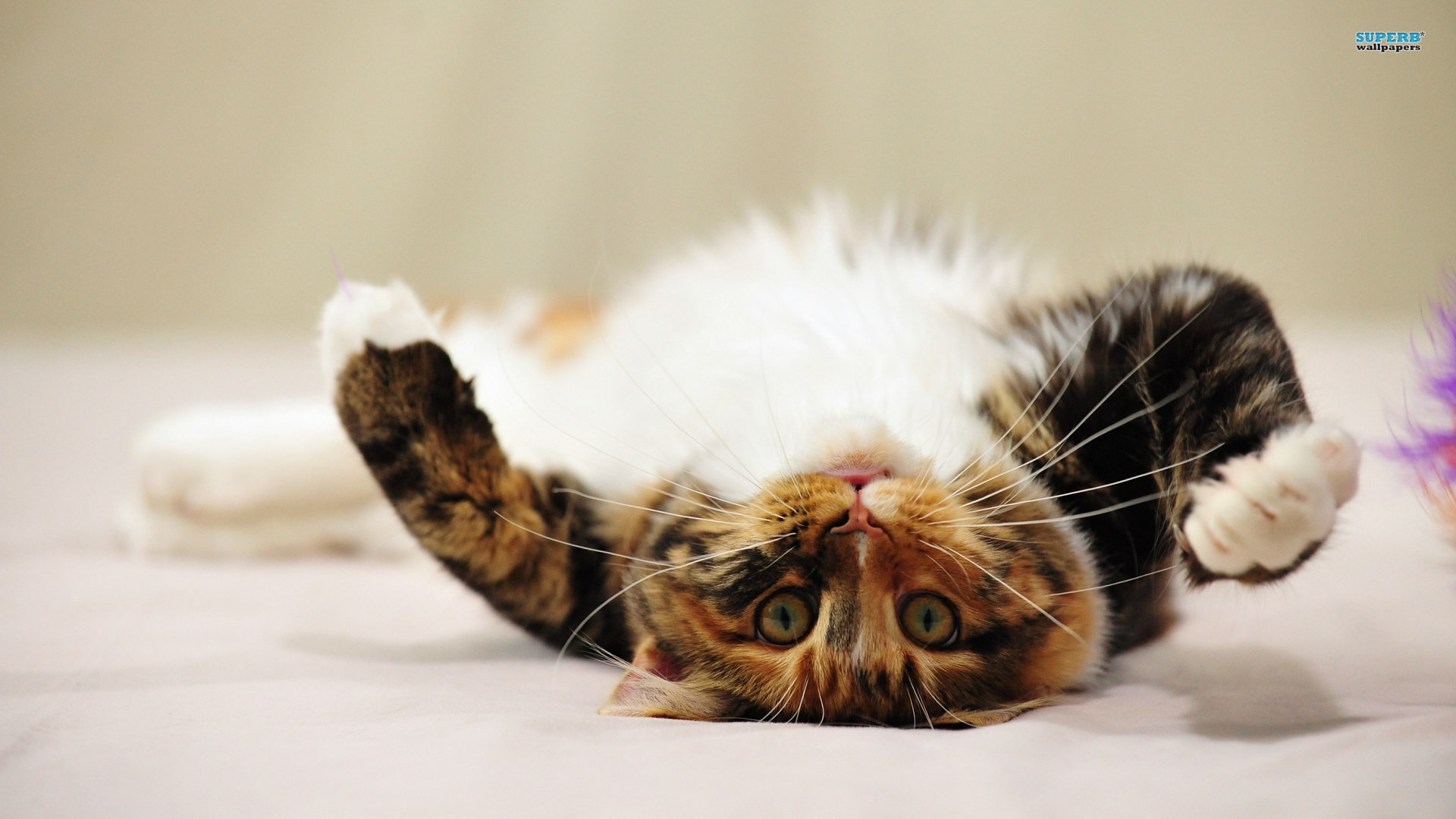 Sweet Cat Lying On The Floor<br ...