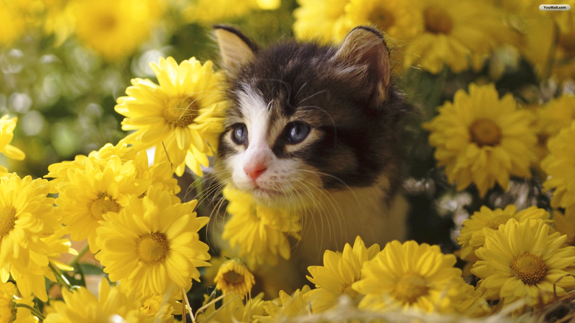 Cat Flowers