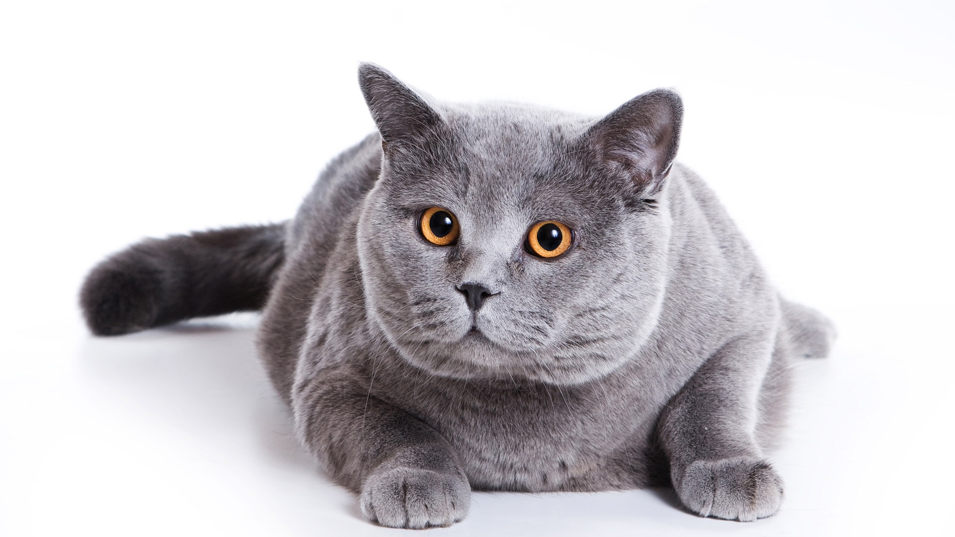These free downloadable wallpapers are HD and available varying range of sizes and resolutions. Download Gray Cat HD Wallpapers absolutely free for your ...