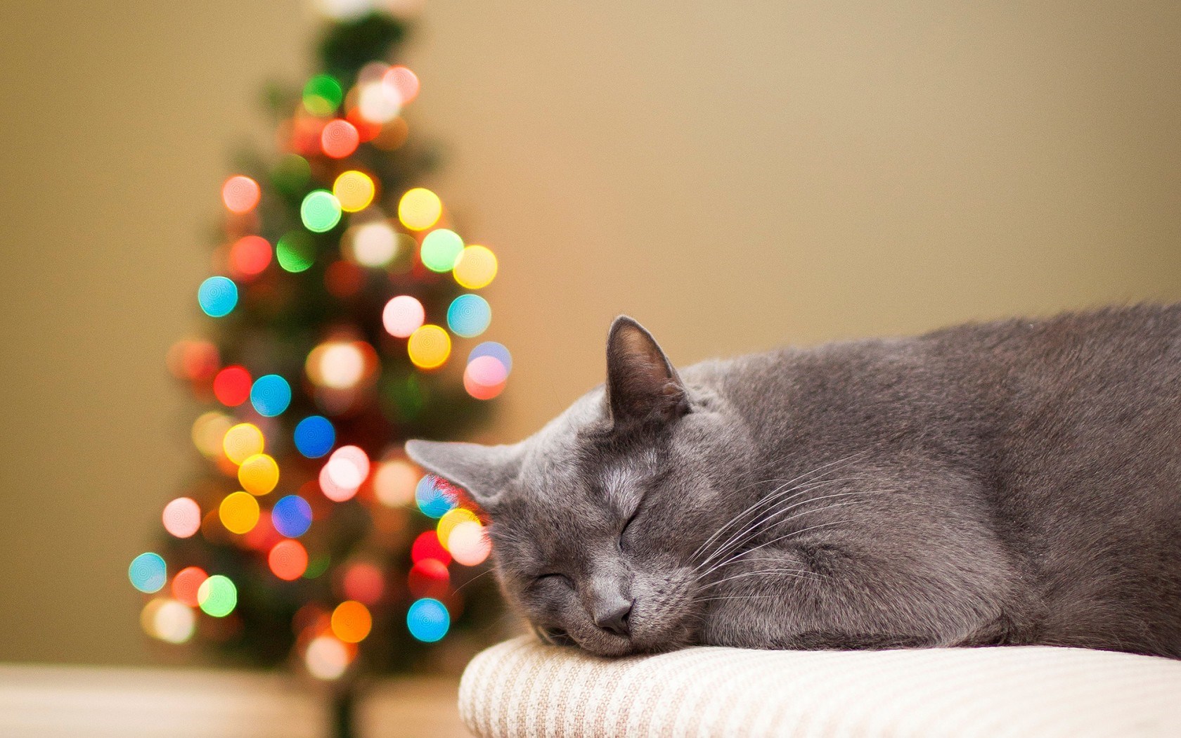 Cat Gray Rest Christmas Tree Lights Bokeh Holiday New Year