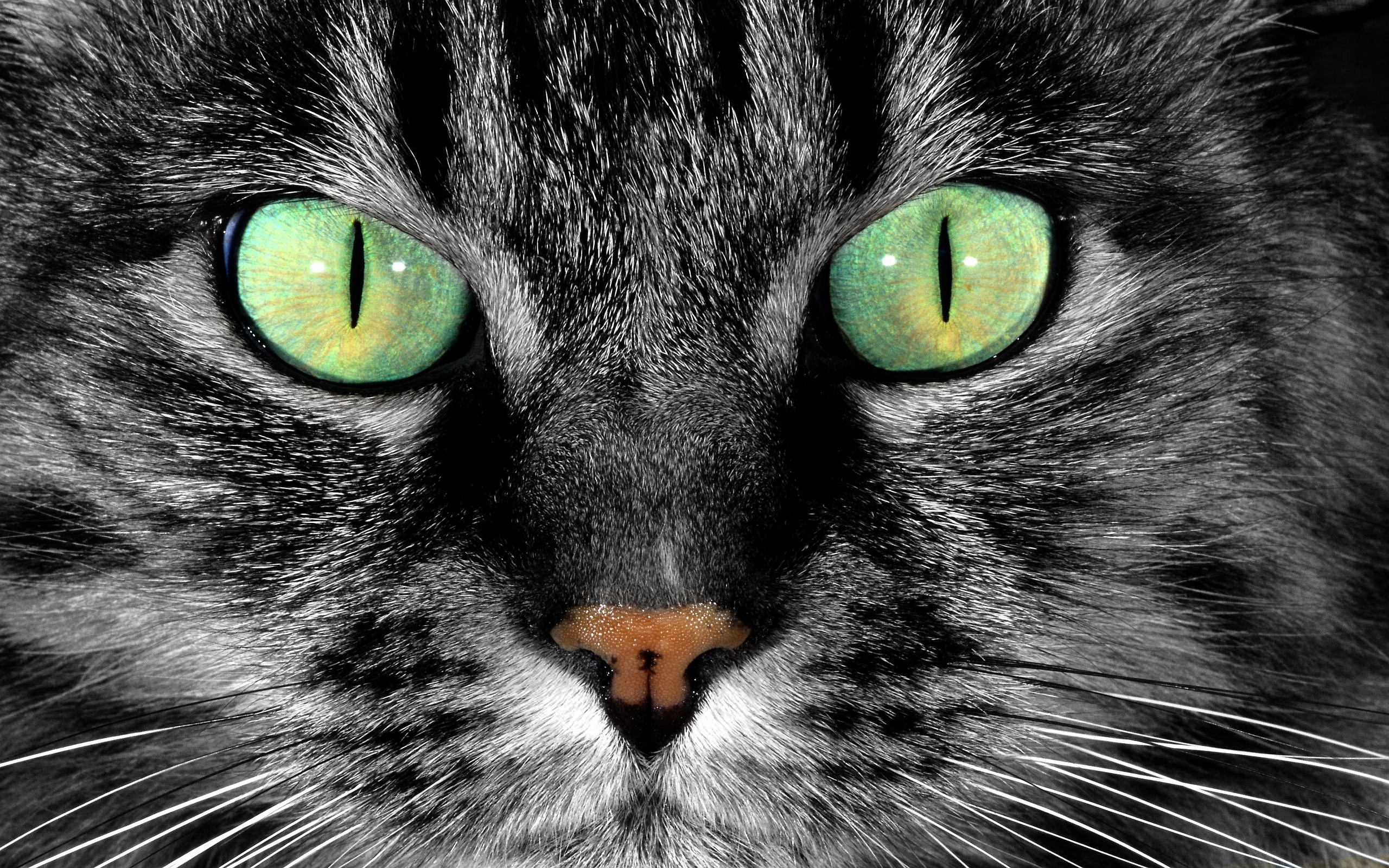 Cat green Eyes