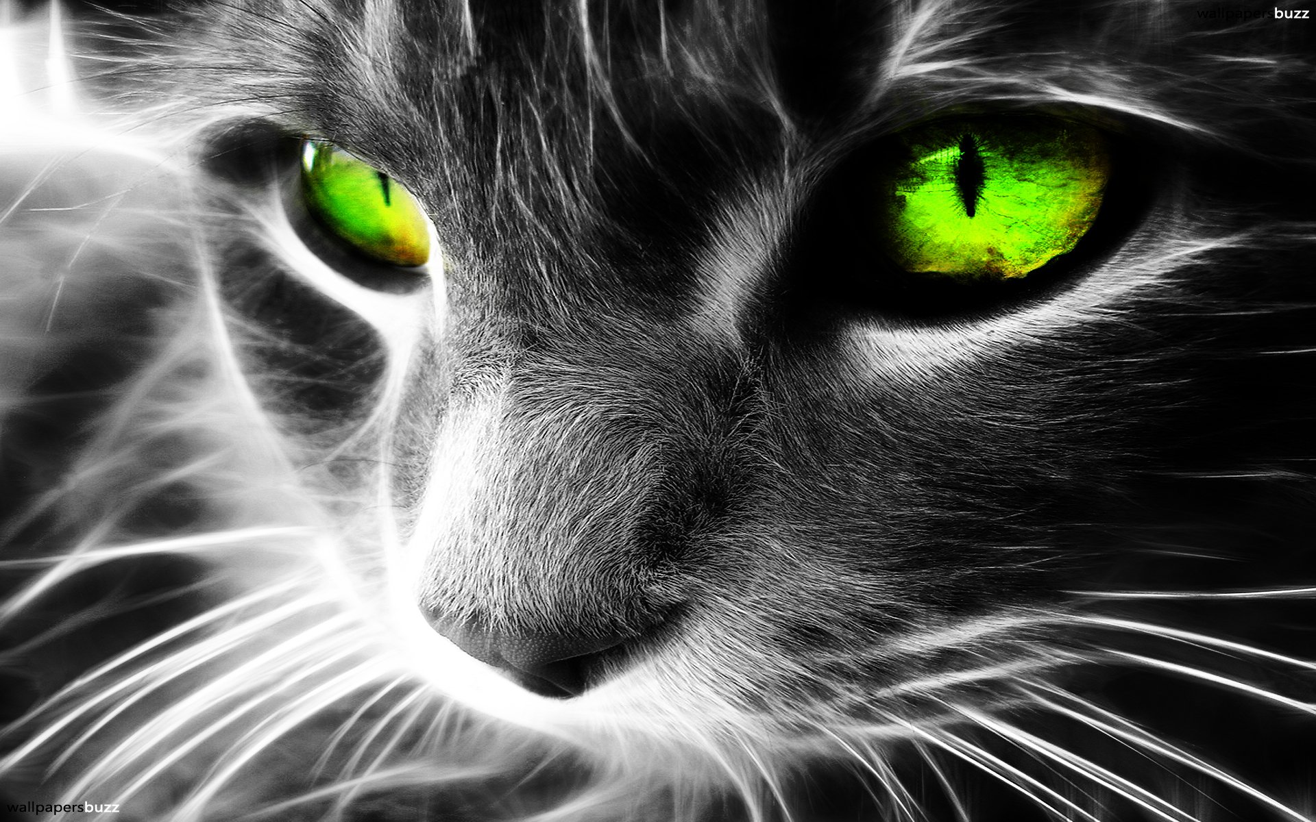 Cat green eyes hd