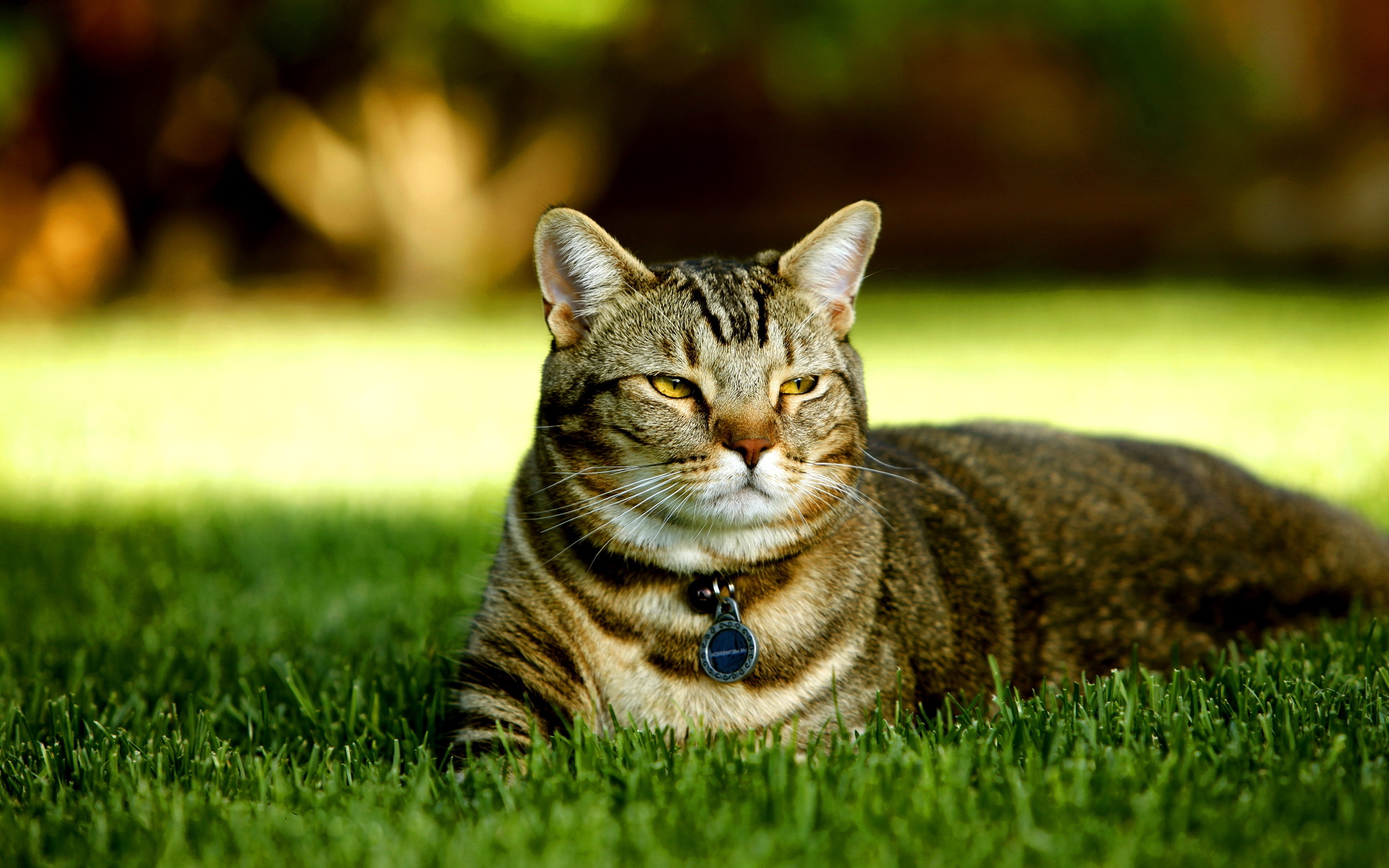 Cat in lawn