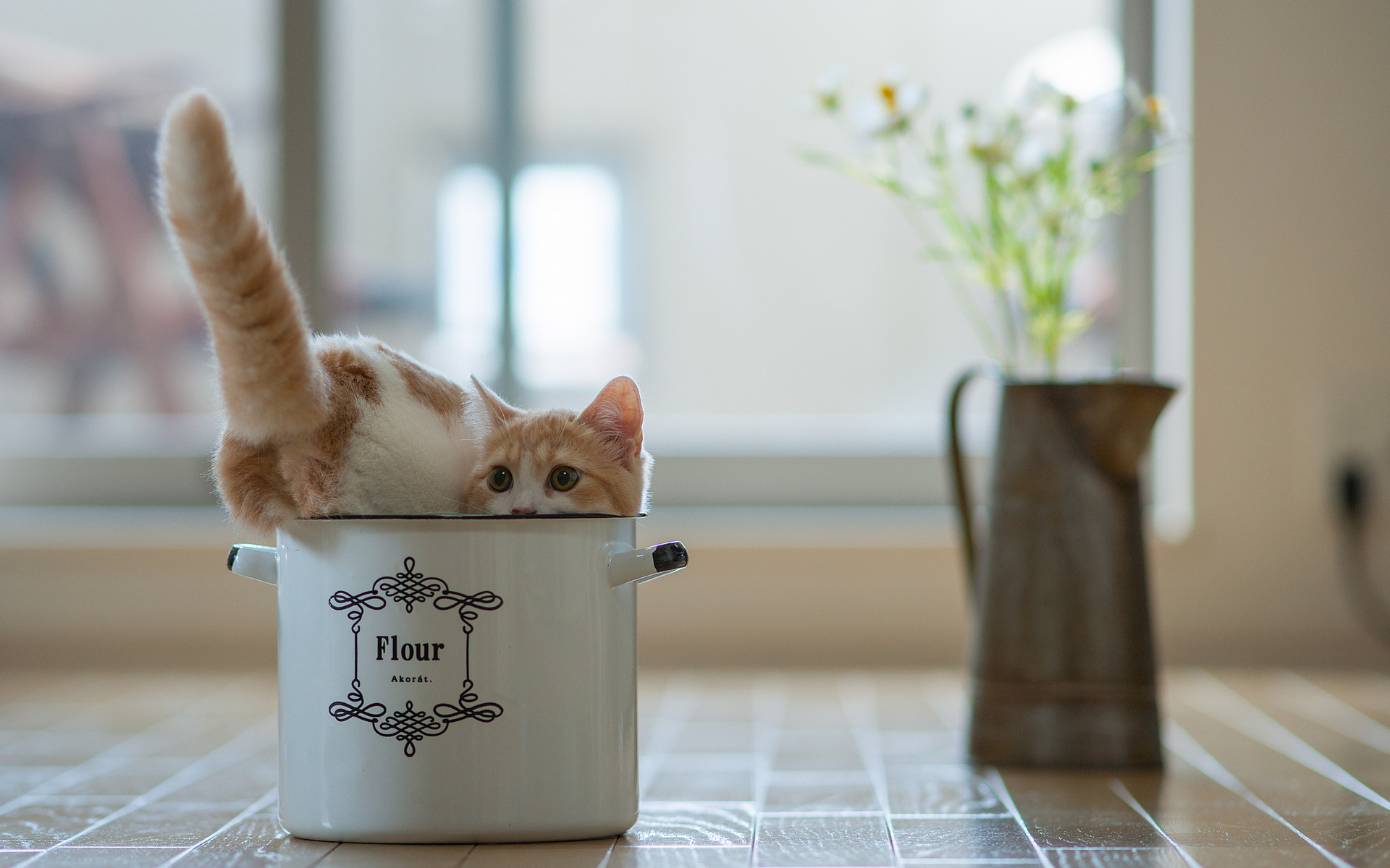 Cat in Pot Wallpapers Pictures Photos Images. «