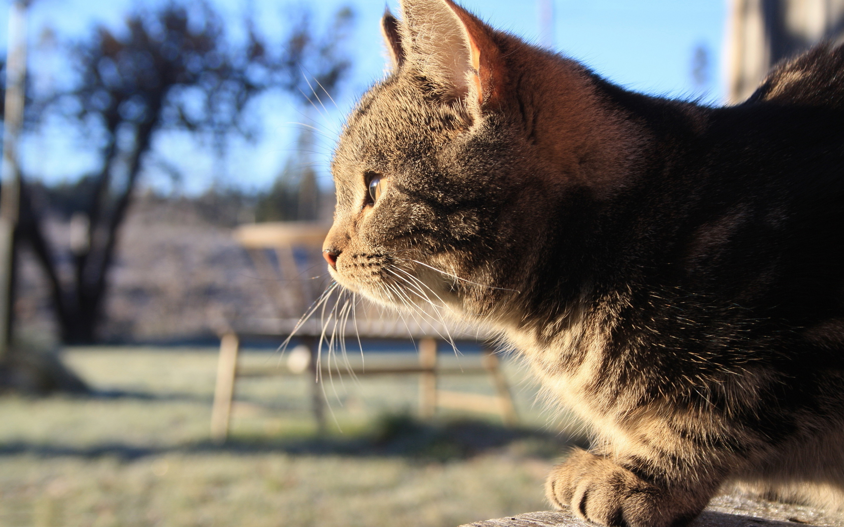 Cat in sunshine