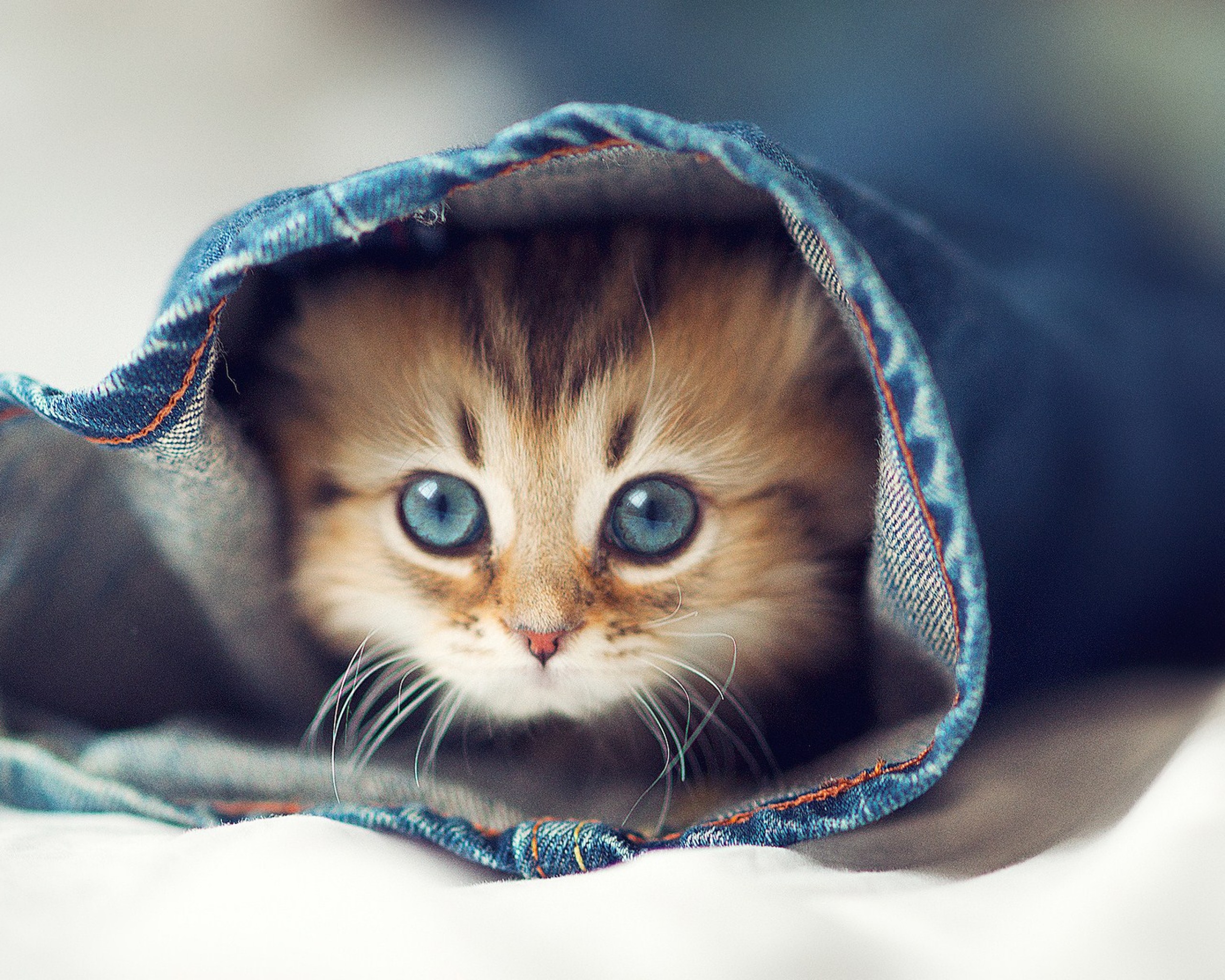 Cute Cat Inside Jeans