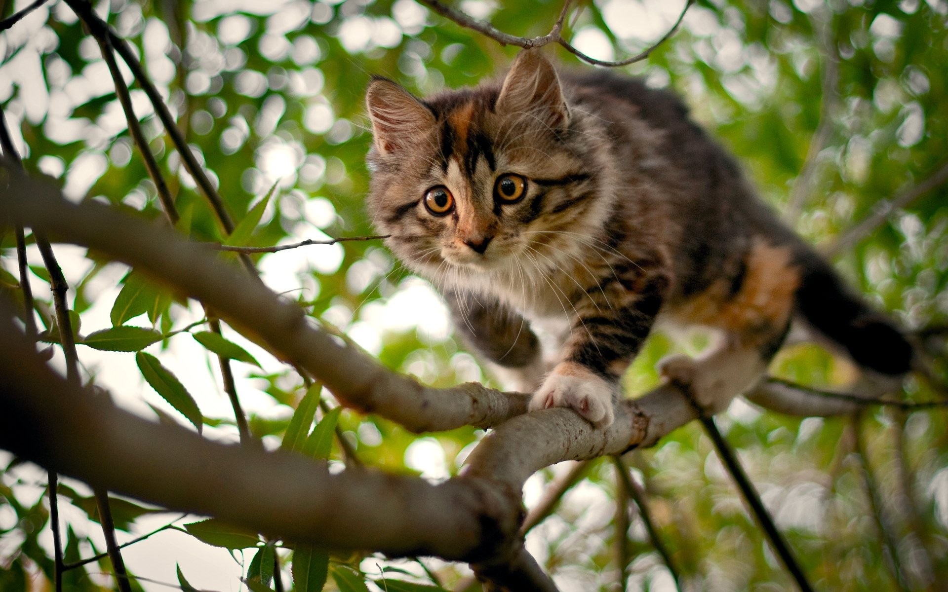 Animal-wallpapers-Cat On Tree-wallpaper