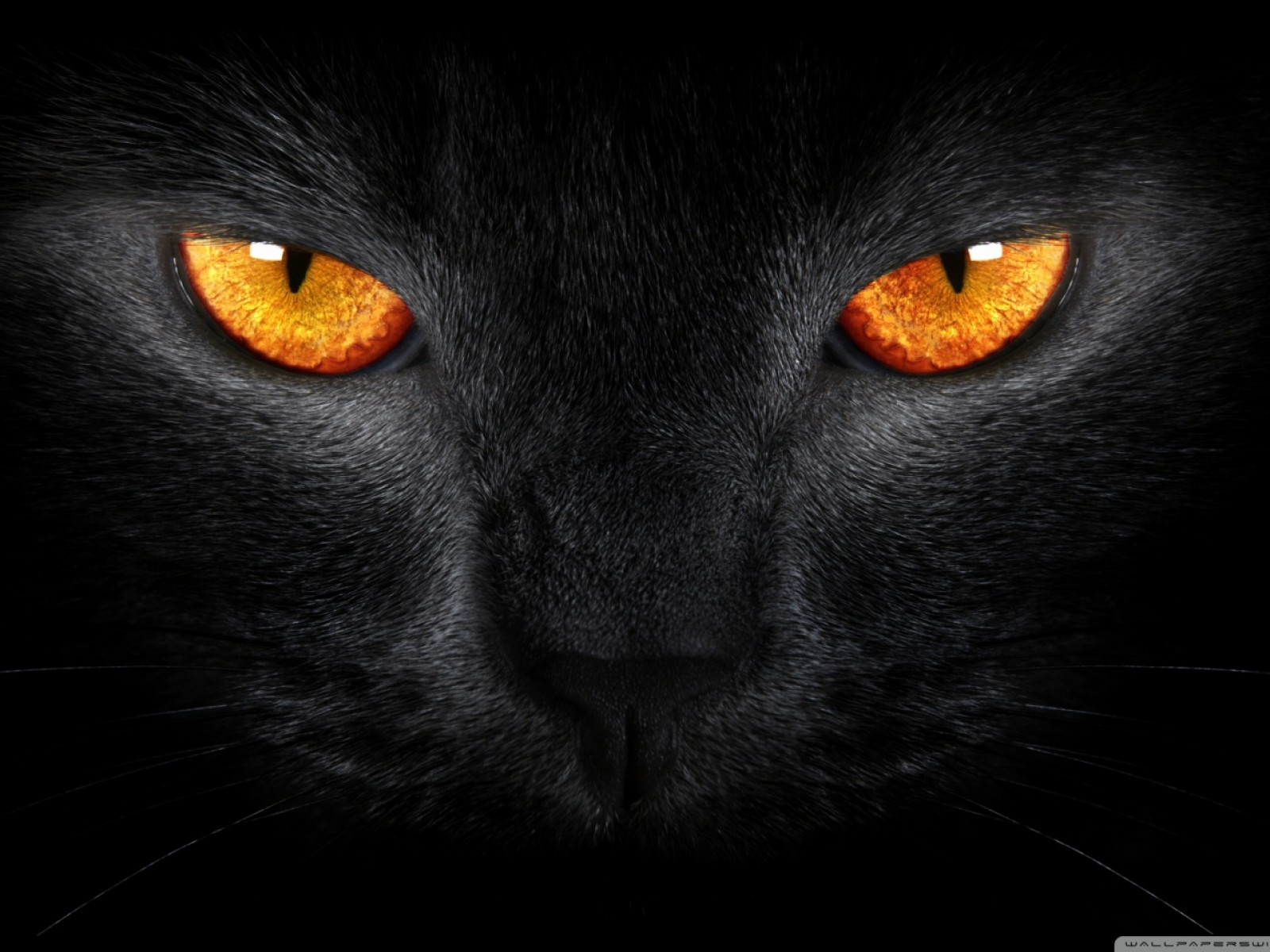 Cat orange eyes