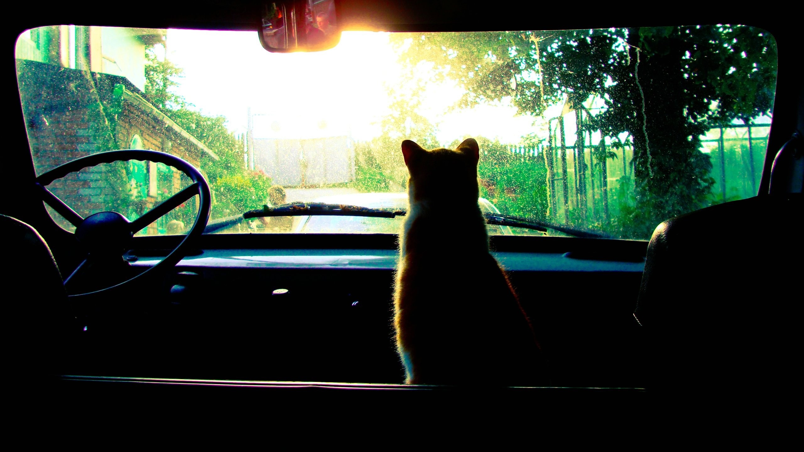 Cat Passenger