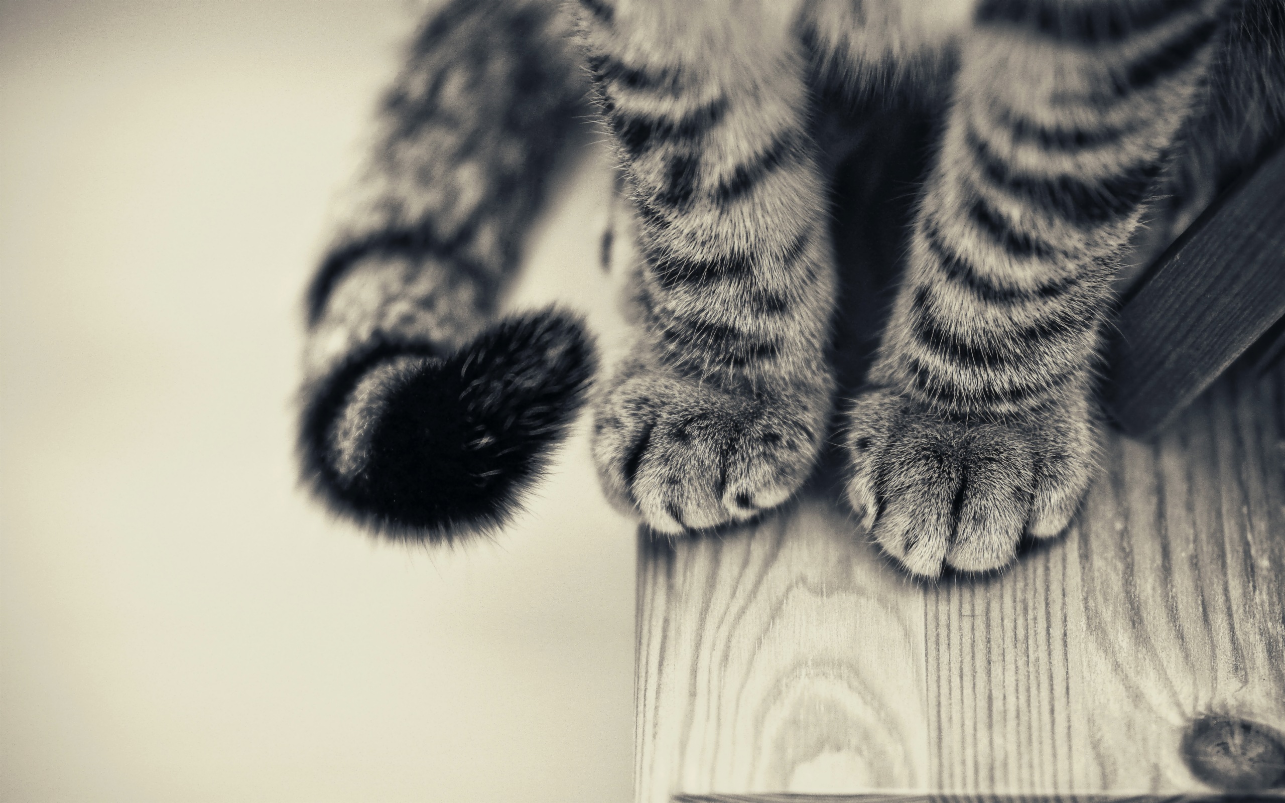 Cat Paws 1