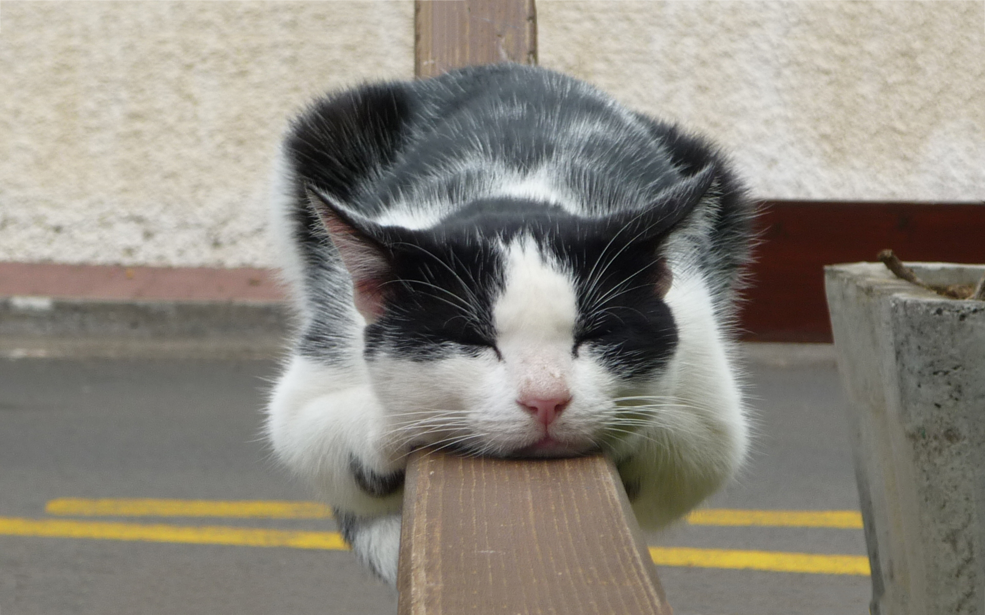 Cat sleep beam