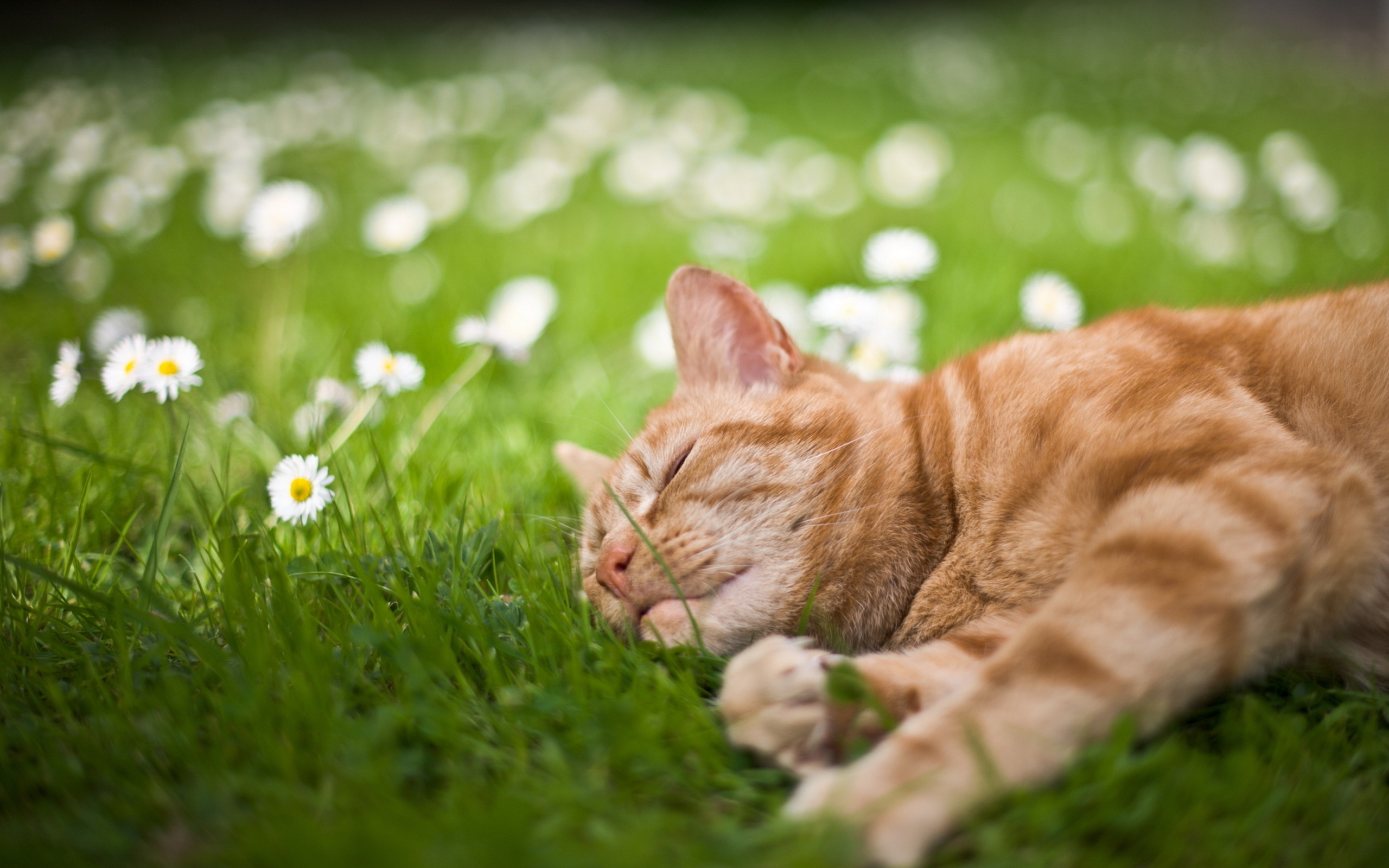 Cat sleep in grass