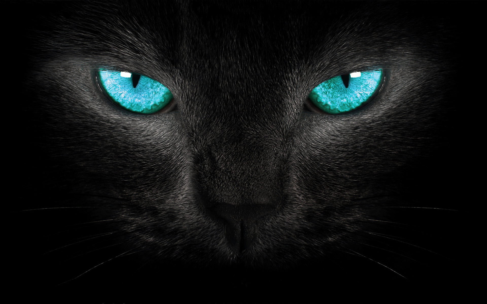Cat turquoise eyes
