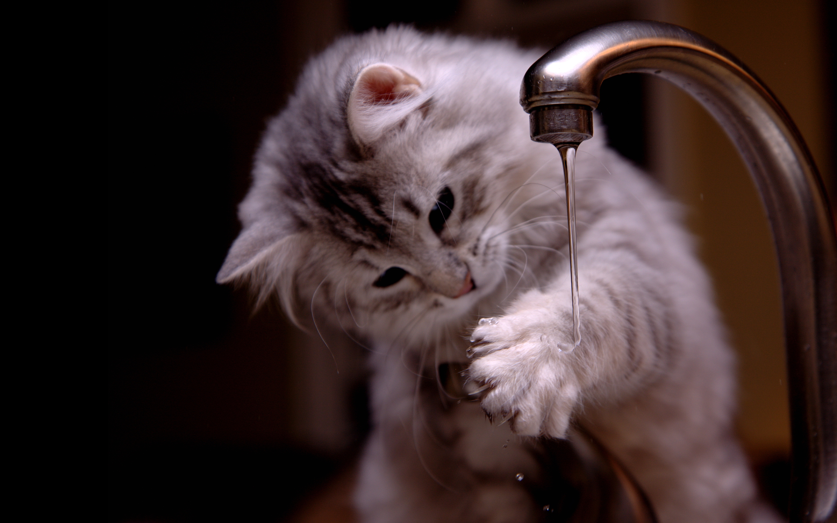 Cat wash paw