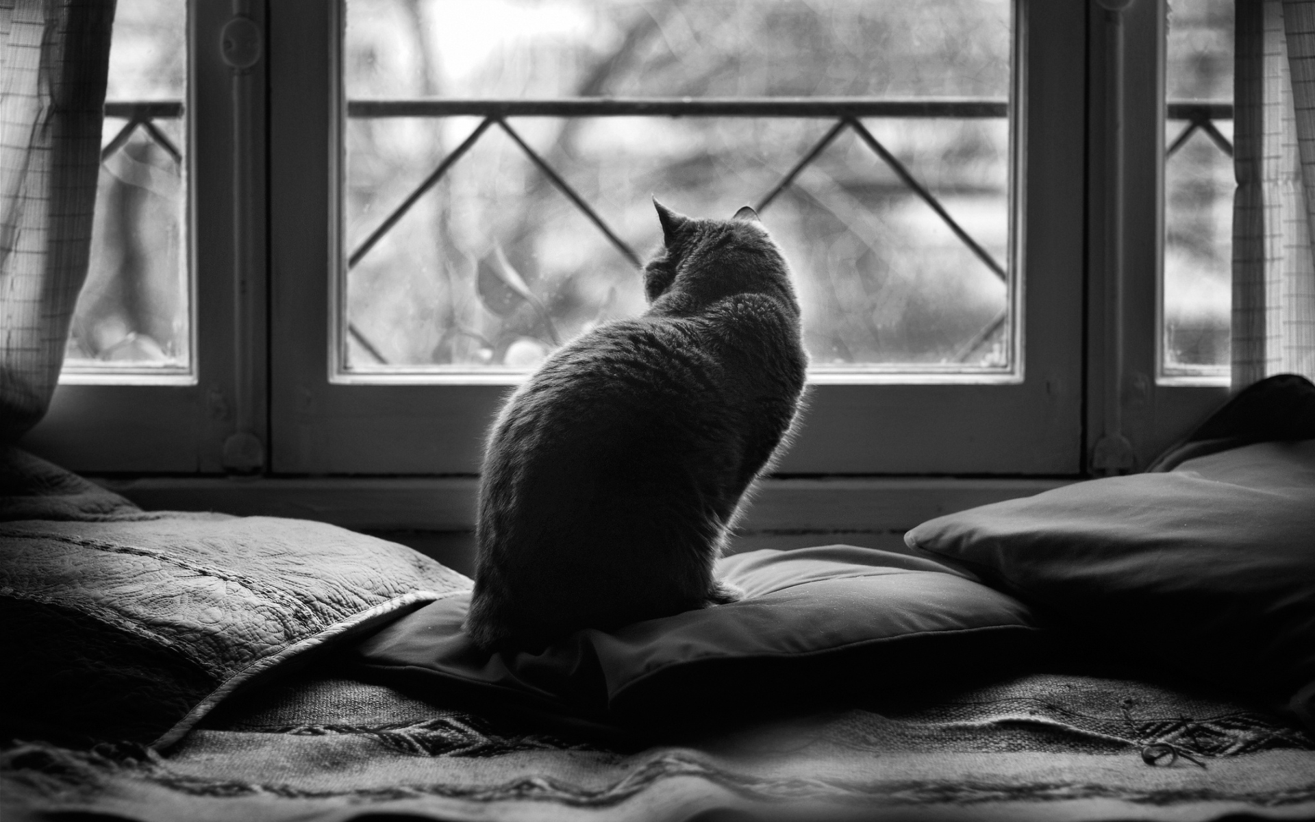 Cat watching outside