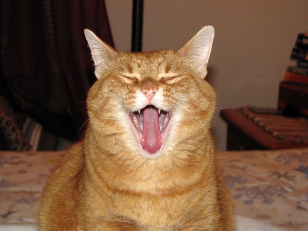Cat Yawns