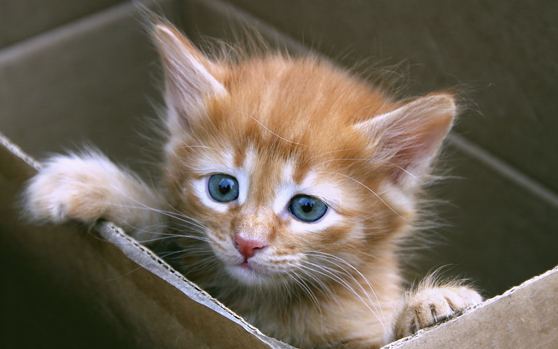 If your new kitten came from the shelter or a reputable rescue organization, then he or she will already have been sterilized, but there are still many ways ...