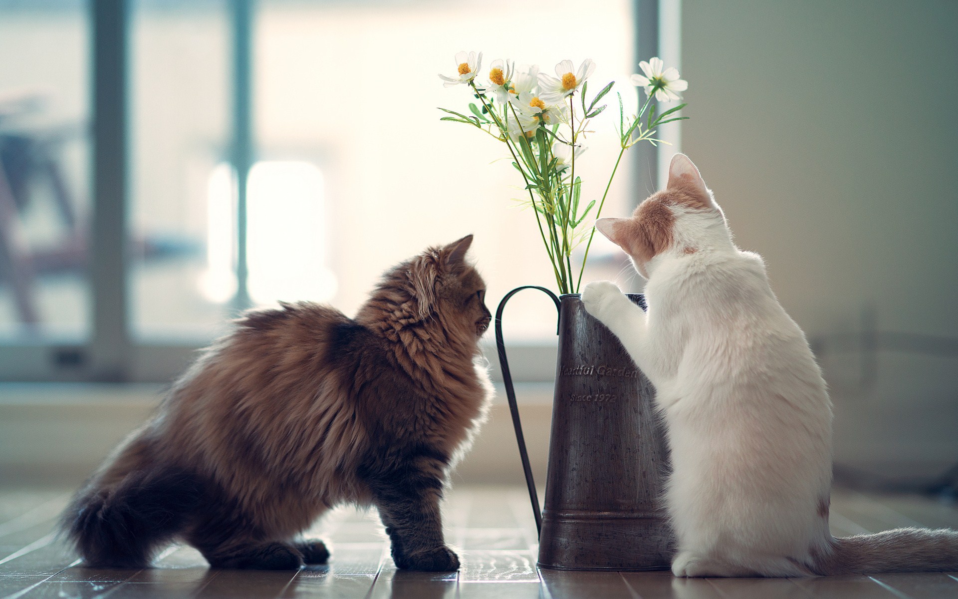 Cats Kittens Vase Flowers Photo
