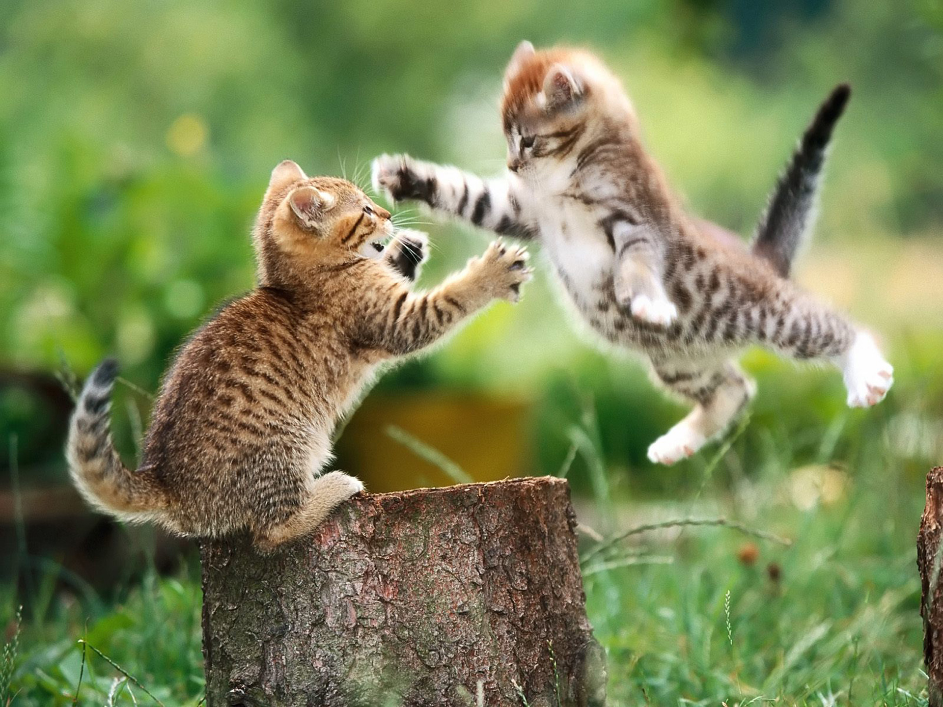Cats Playing