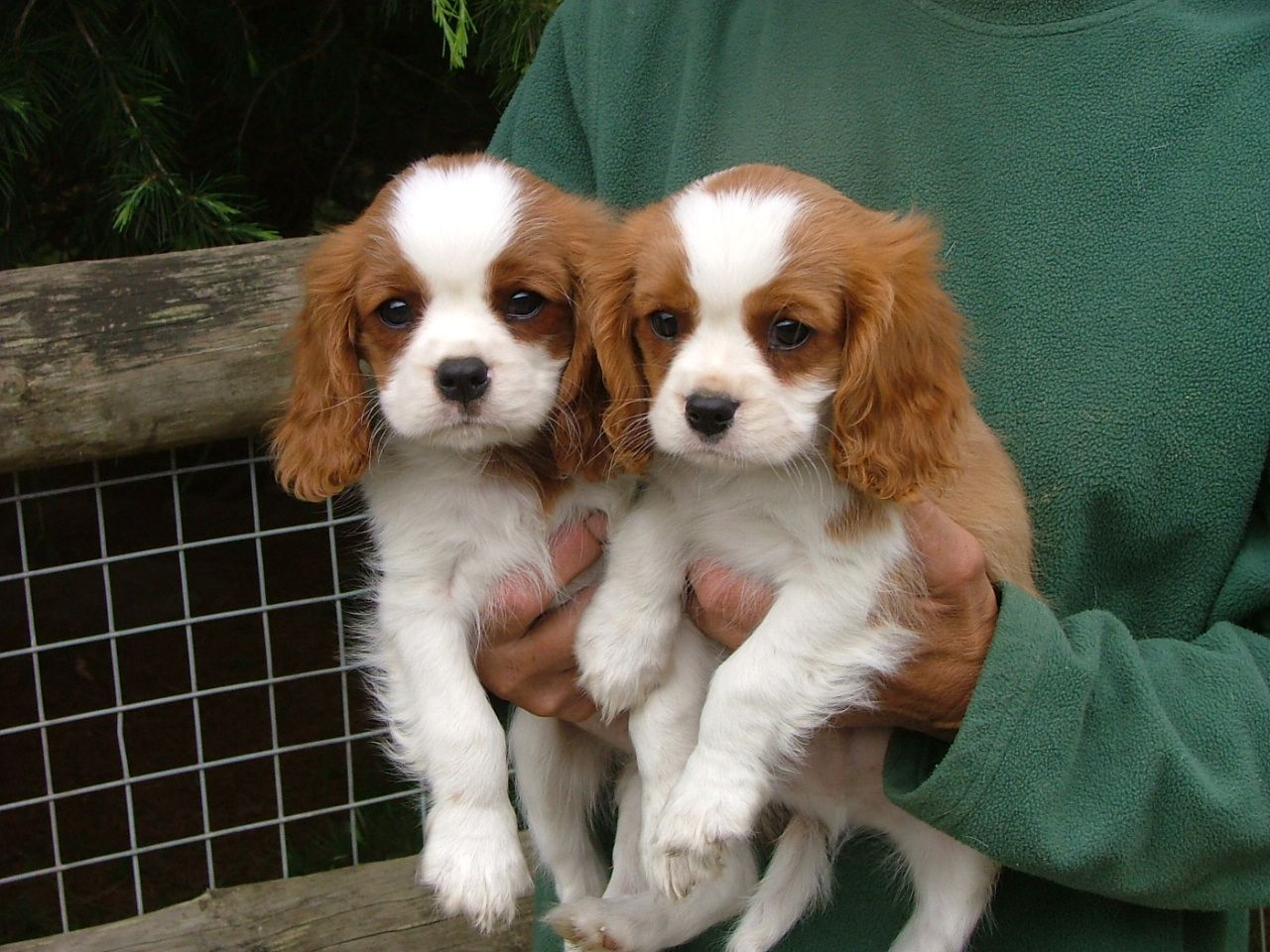 Cavalier-King-Charles-Spaniel-Puppies-For-Sale ...