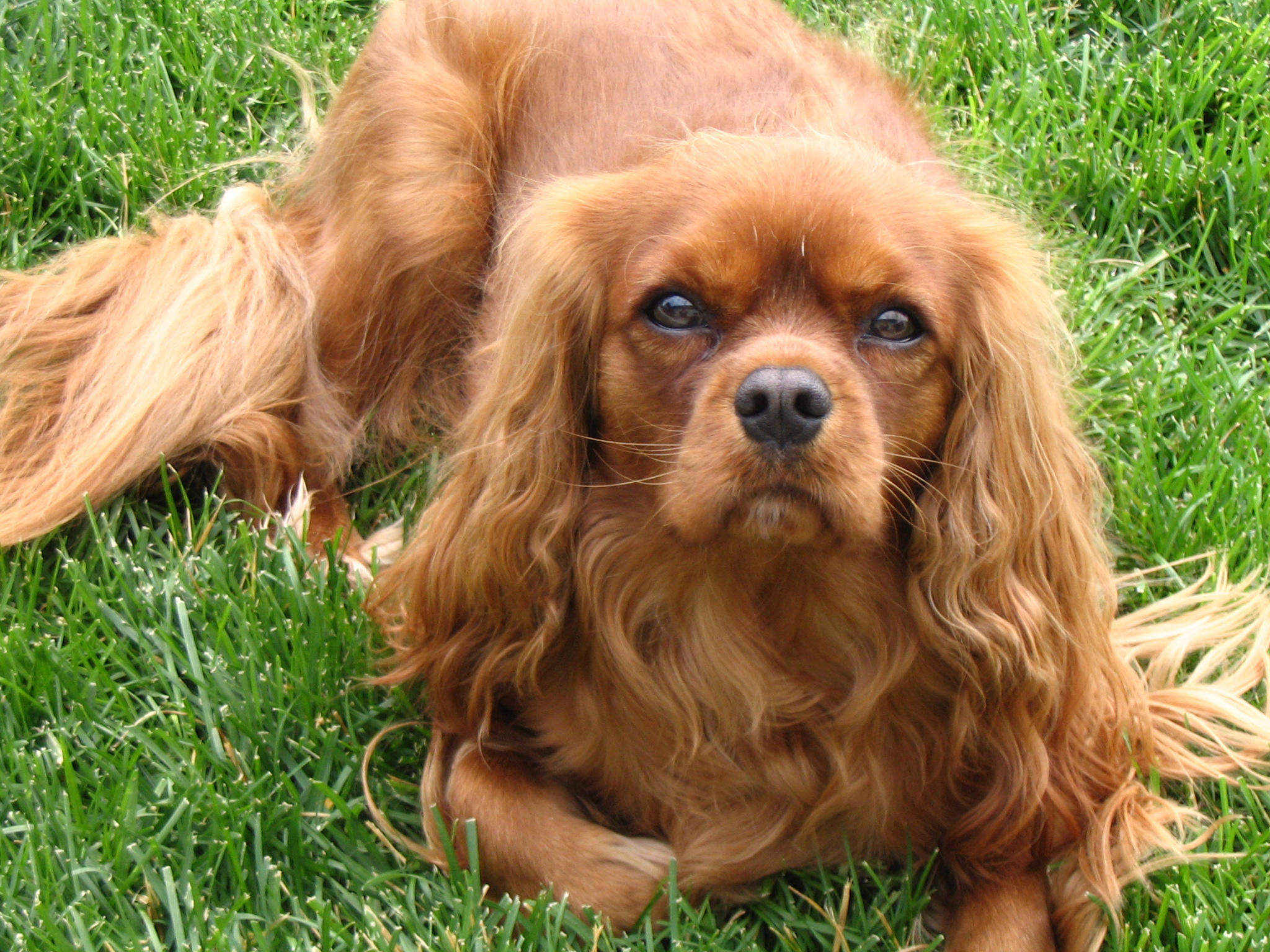 ... Cavalier King Charles Spaniel Ruby Cavaliers are intended to be entirely chestnut in color. Can Rubys have white in their coats? Many do.