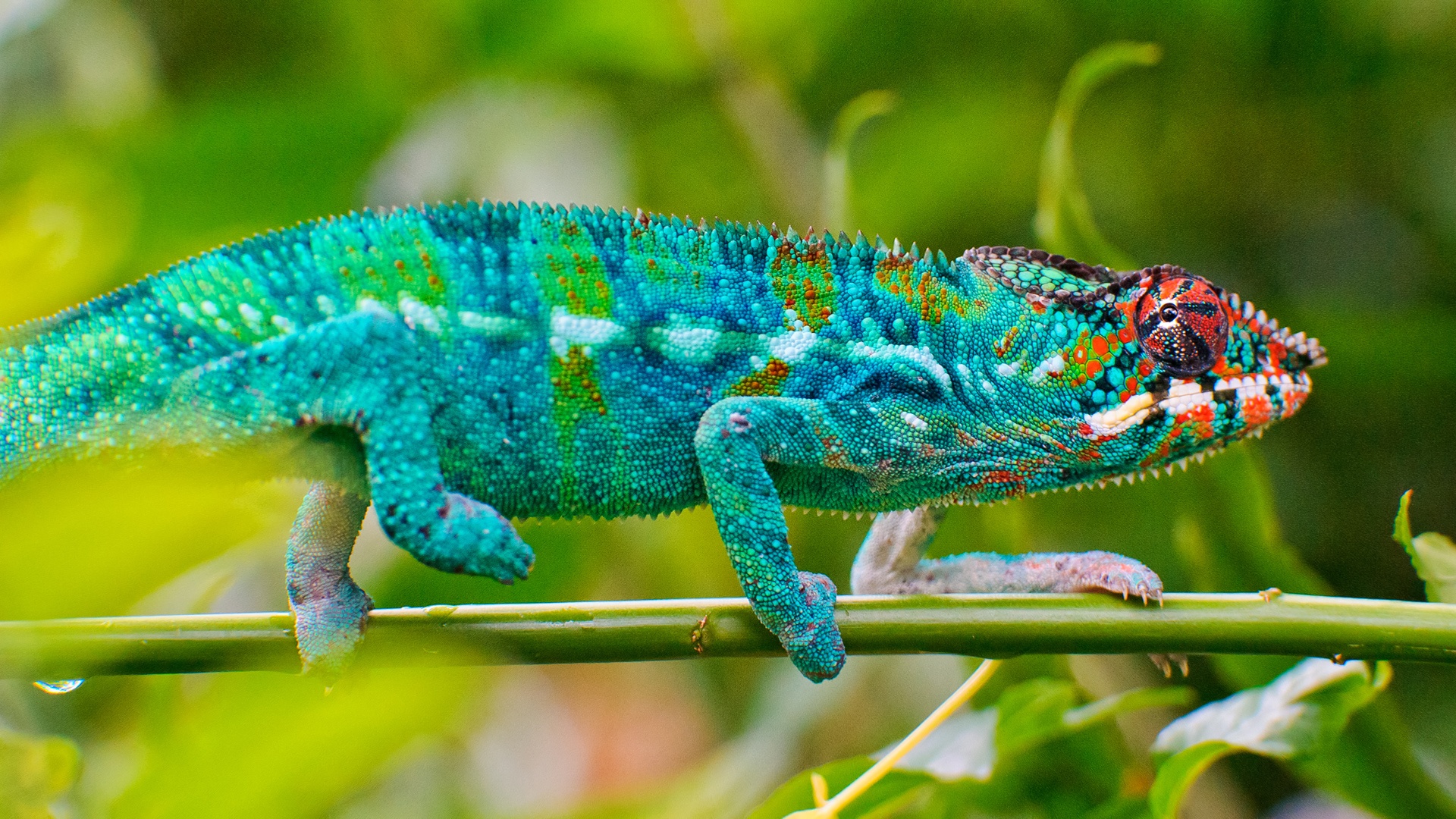 Blue Chameleon Lizard