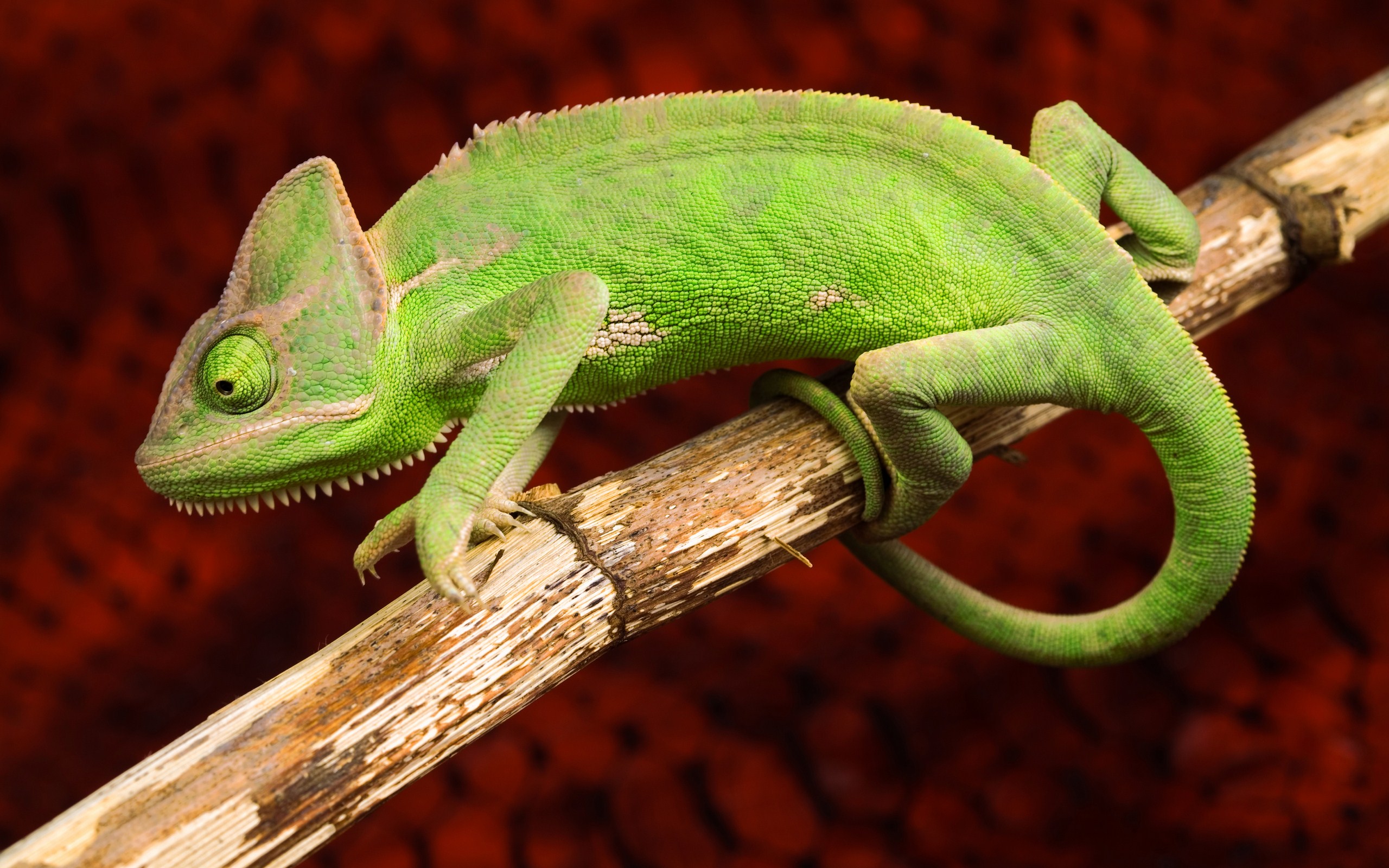 green chameleon on branch red background