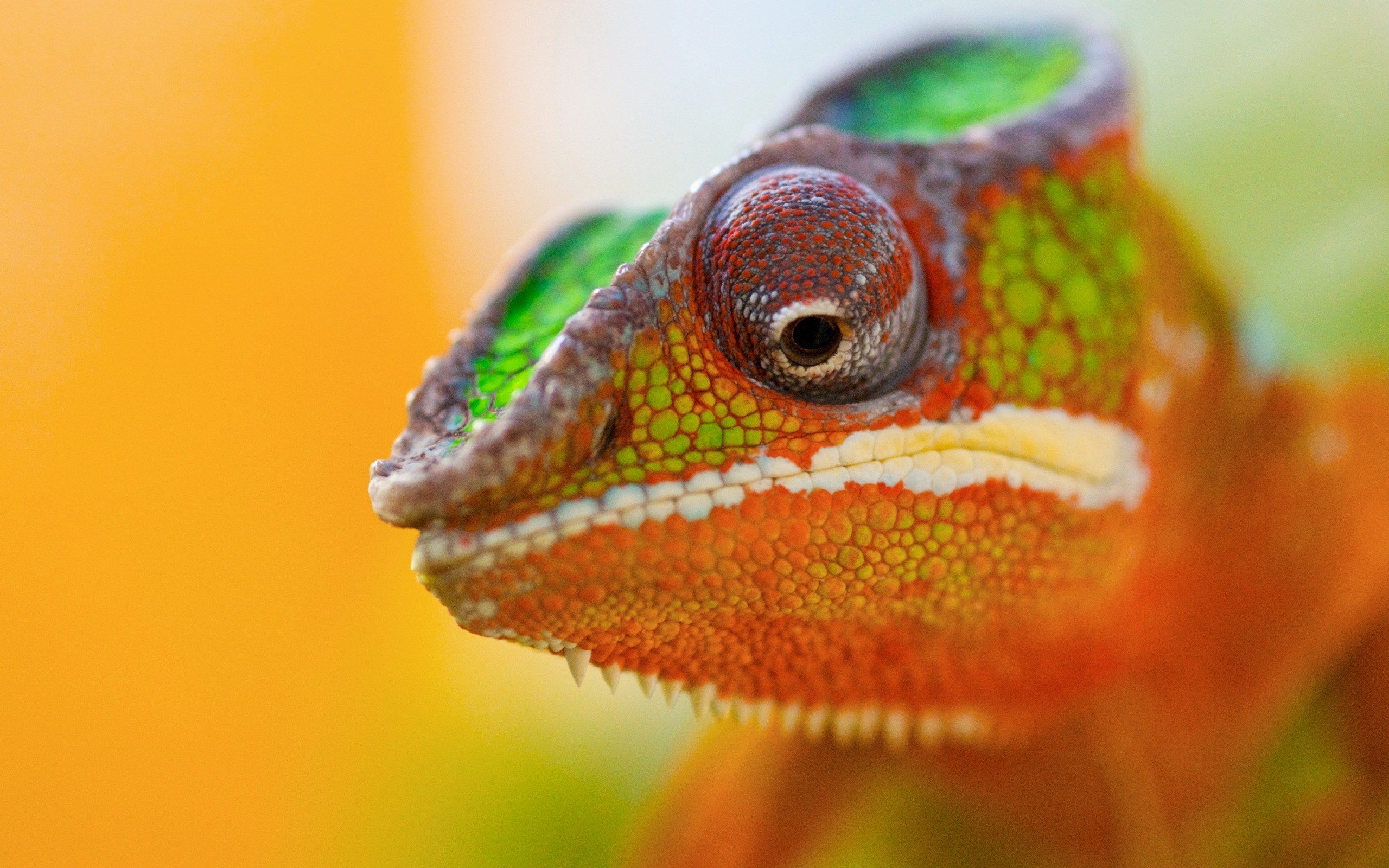 Chameleon Close-Up Lizard